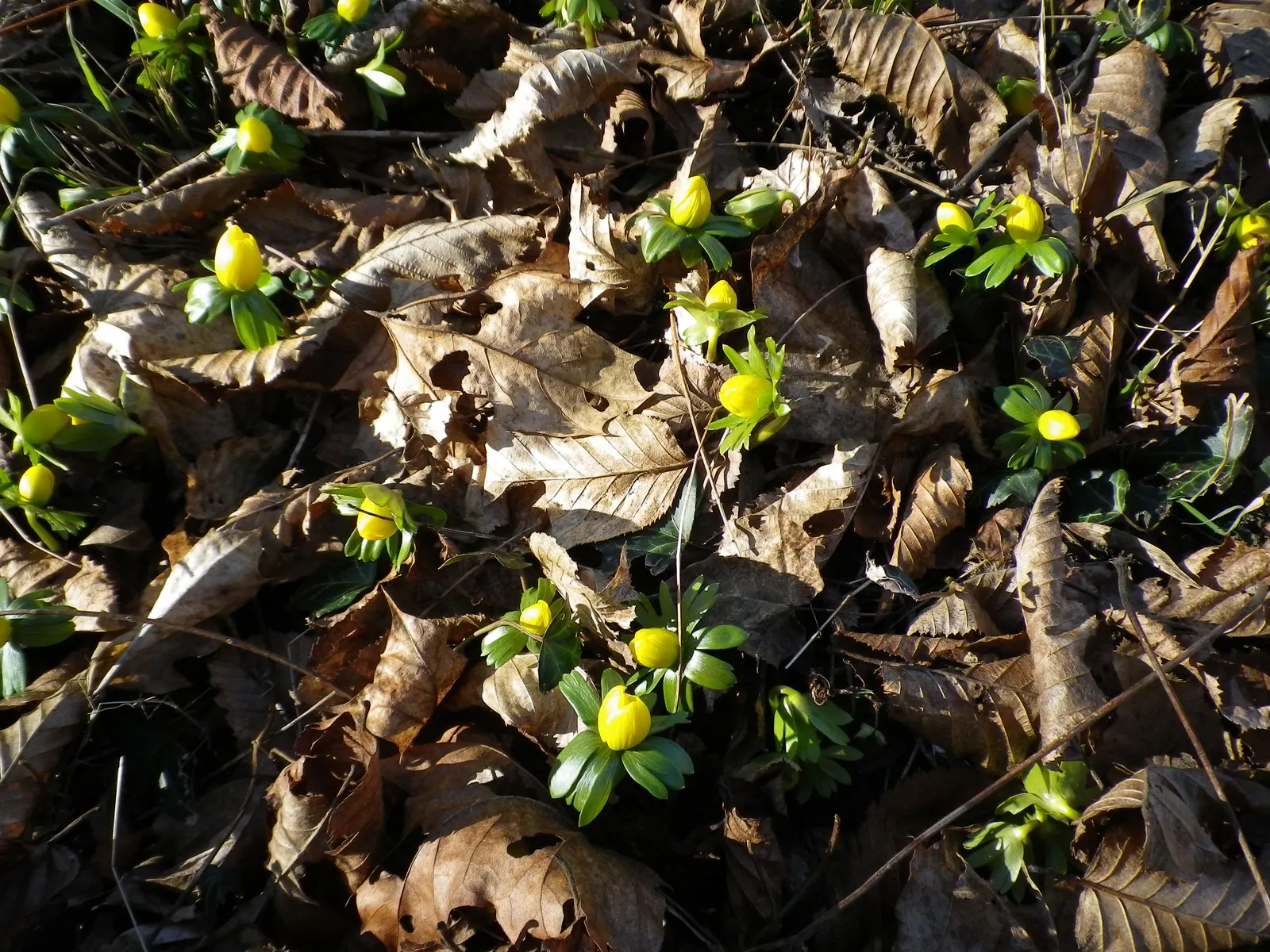Winter Aconite (Eranthis Hyemalis) — It is a superb choice for underplanting deciduous trees and shrubs; offering a burst of color before the canopy above