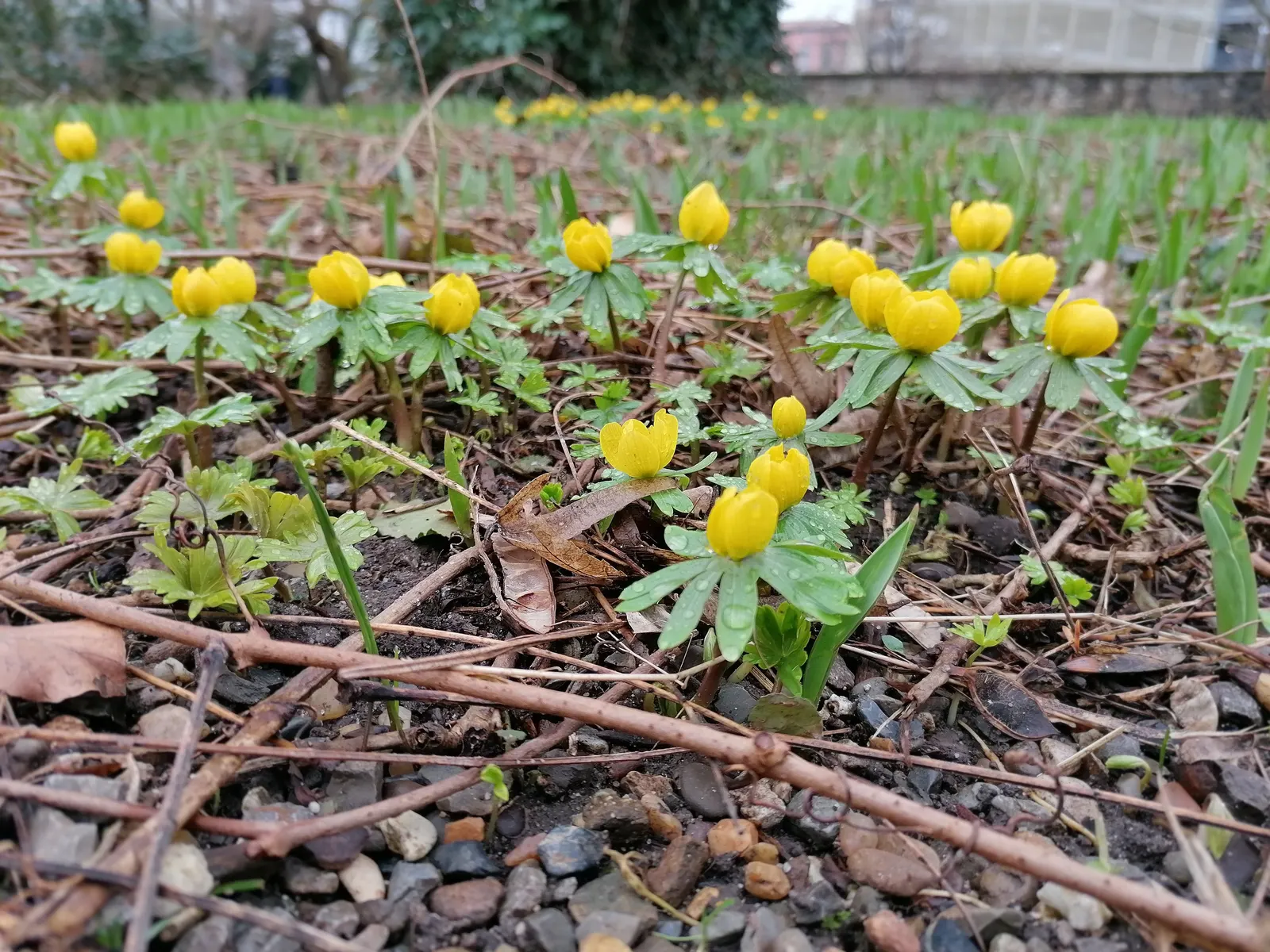 Winter Aconite (Eranthis Hyemalis) — It is a superb choice for underplanting deciduous trees and shrubs; offering a burst of color before the, image 107