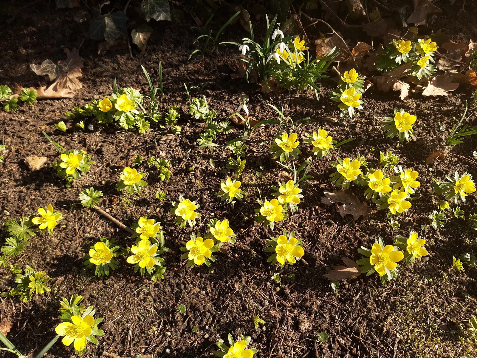 Winter Aconite (Eranthis Hyemalis) — reaching just 3 to 4 inches in height; eranthis hyemalis, commonly known as Winter Aconite, heralds spring with its