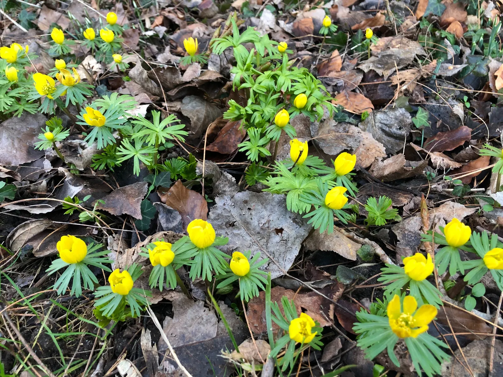 Winter Aconite (Eranthis Hyemalis) — It thrives in USDA hardiness zones 4 through 9, preferring partial shade and well-drained soil; preferring well-drained