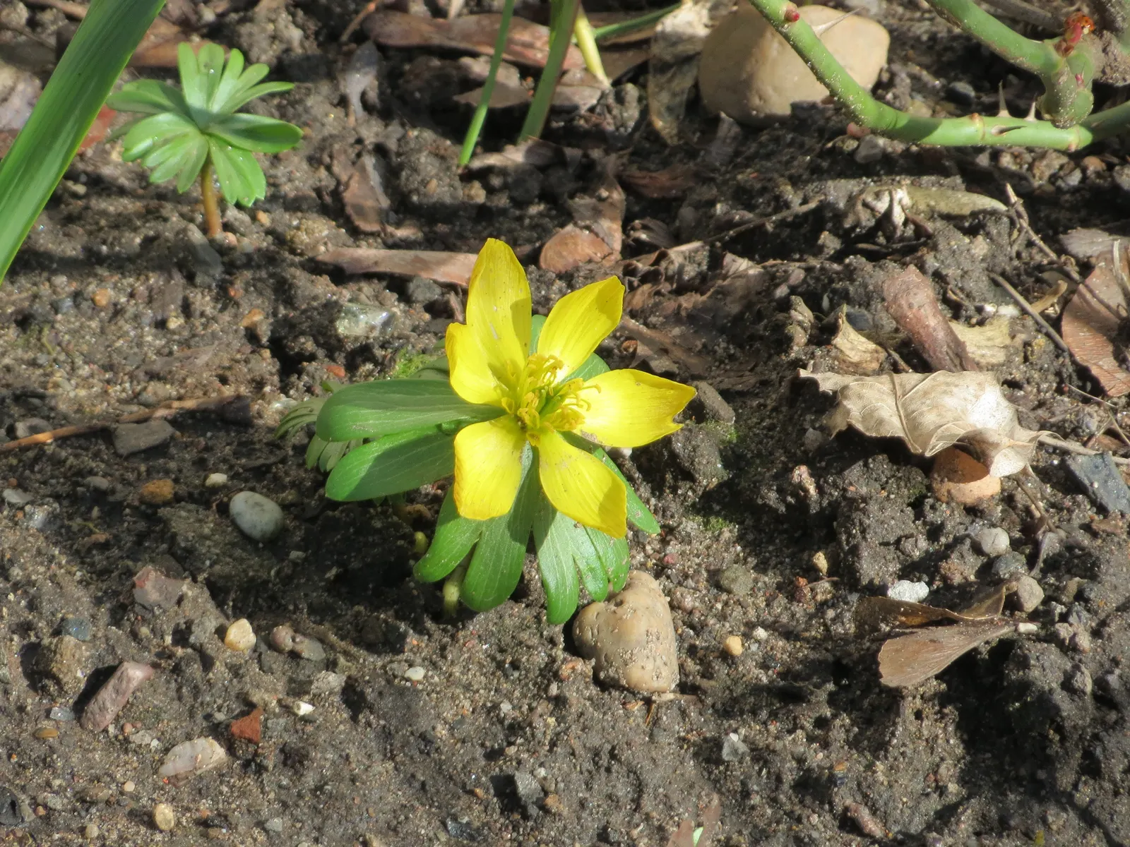 Winter Aconite (Eranthis Hyemalis) — offering a burst of color before the canopy above fills out.<br><br>When planning for mass plantings, image 79
