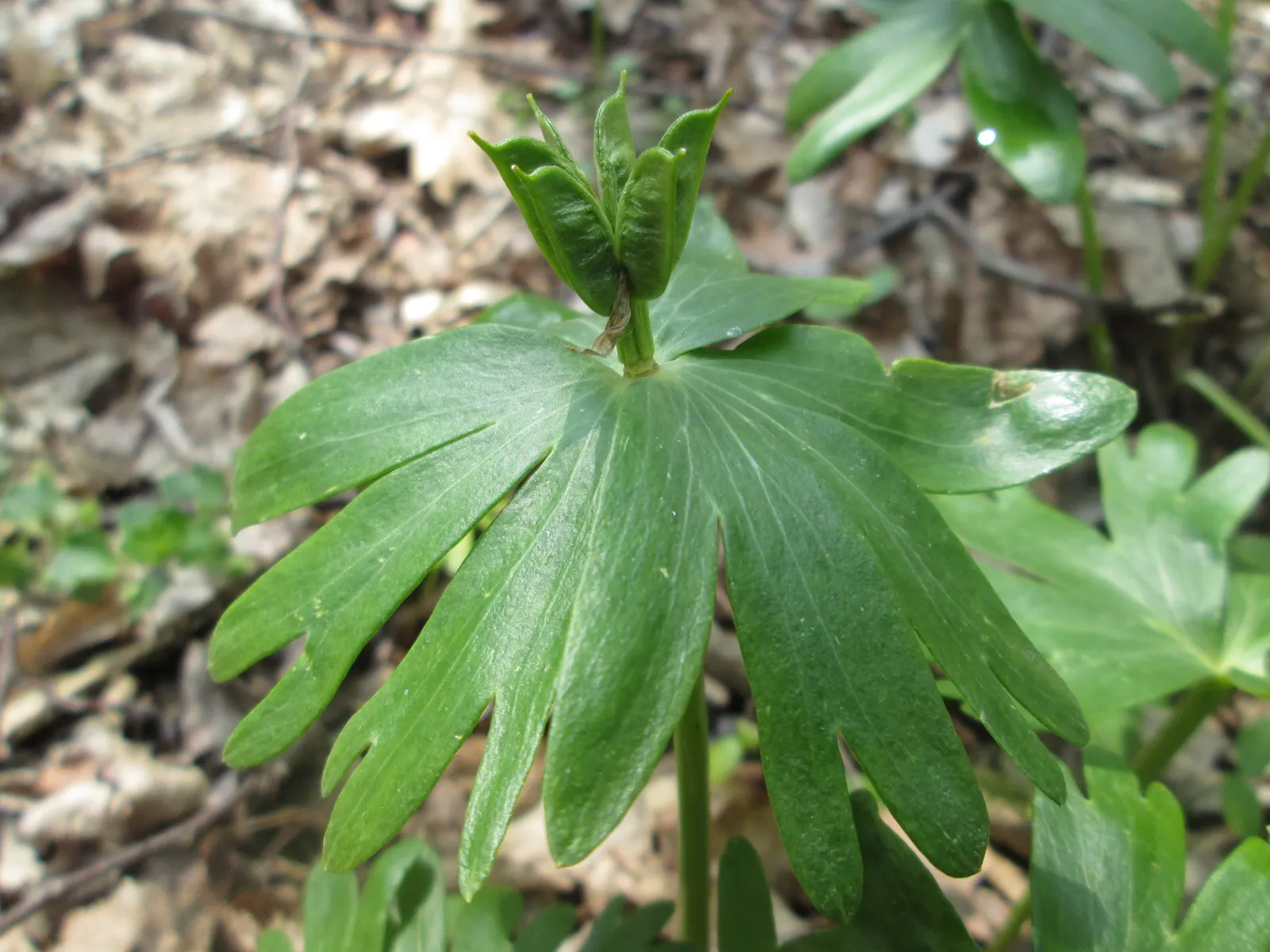 Winter Aconite (Eranthis Hyemalis) — Its foliage is equally petite, image 44