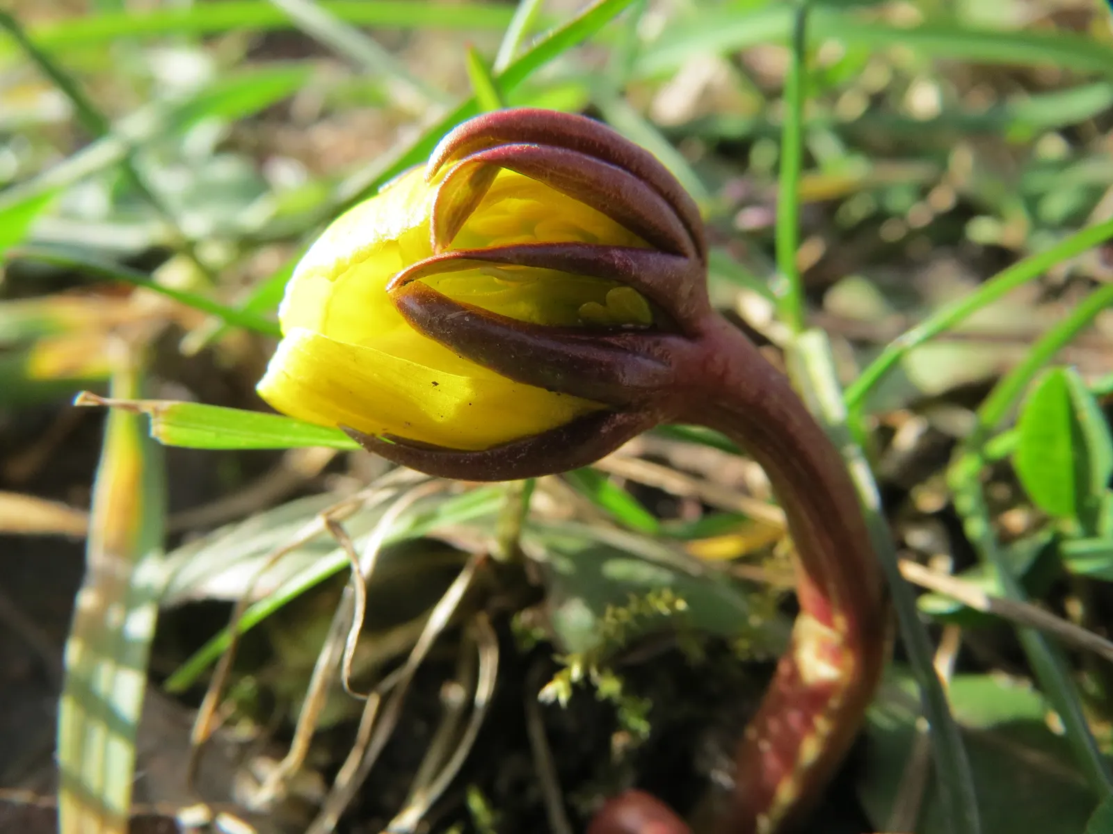 Winter Aconite (Eranthis Hyemalis) — perennial with yellow blooms; although it tolerates sunnier spots if the soil remains moist