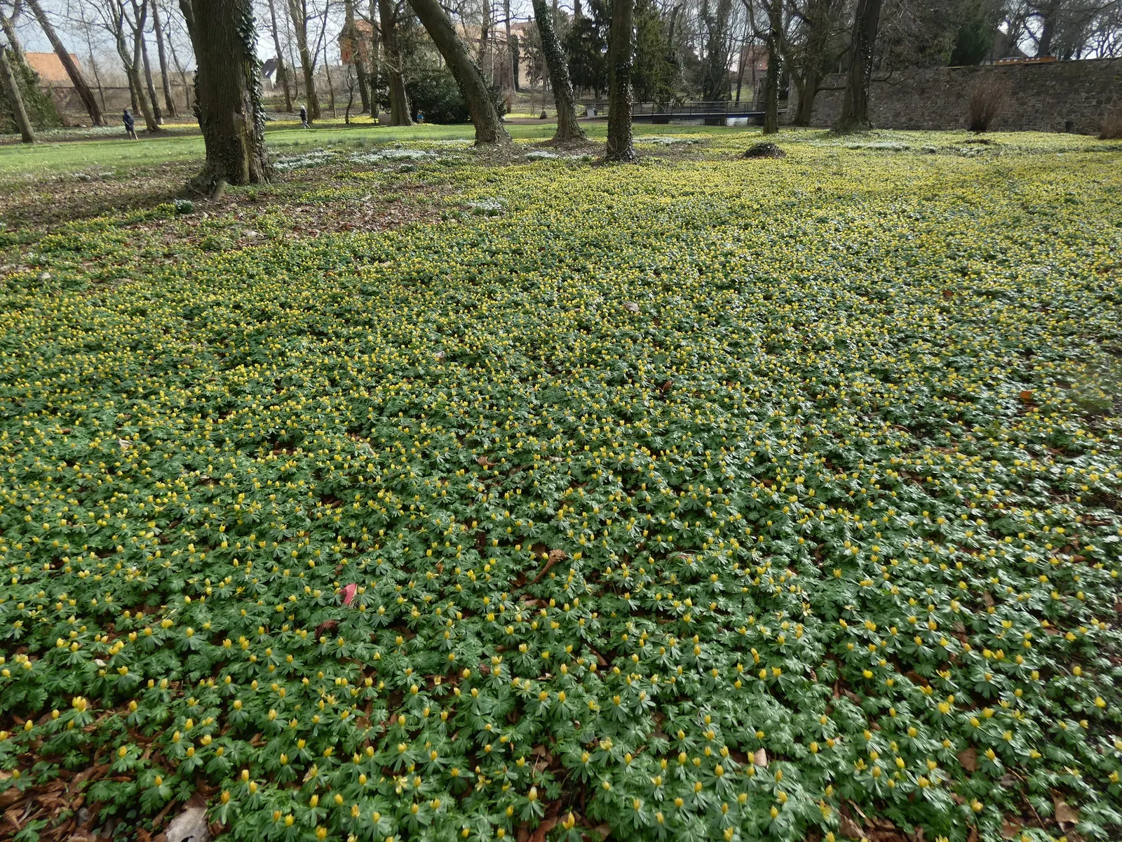 Winter Aconite (Eranthis Hyemalis) — Proper care includes planting the tubers at a depth of 1 to 2 inches and watering regularly during dry spells, image 113