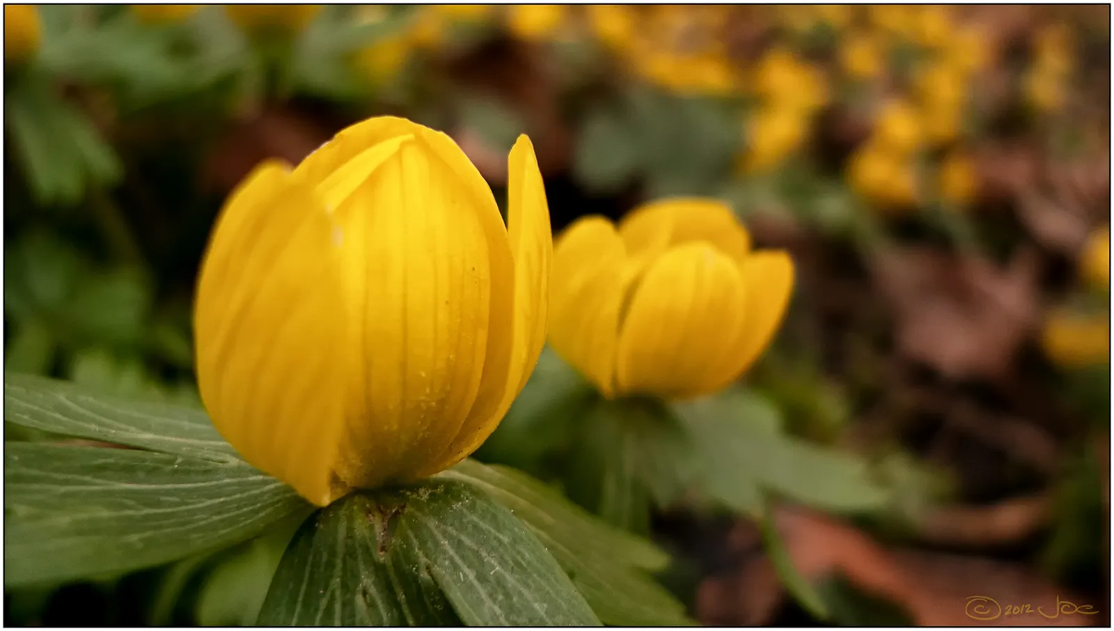 Winter Aconite (Eranthis Hyemalis) — typically in late winter to early spring; providing early pollen for bees and enhancing biodiversity in the, image 120