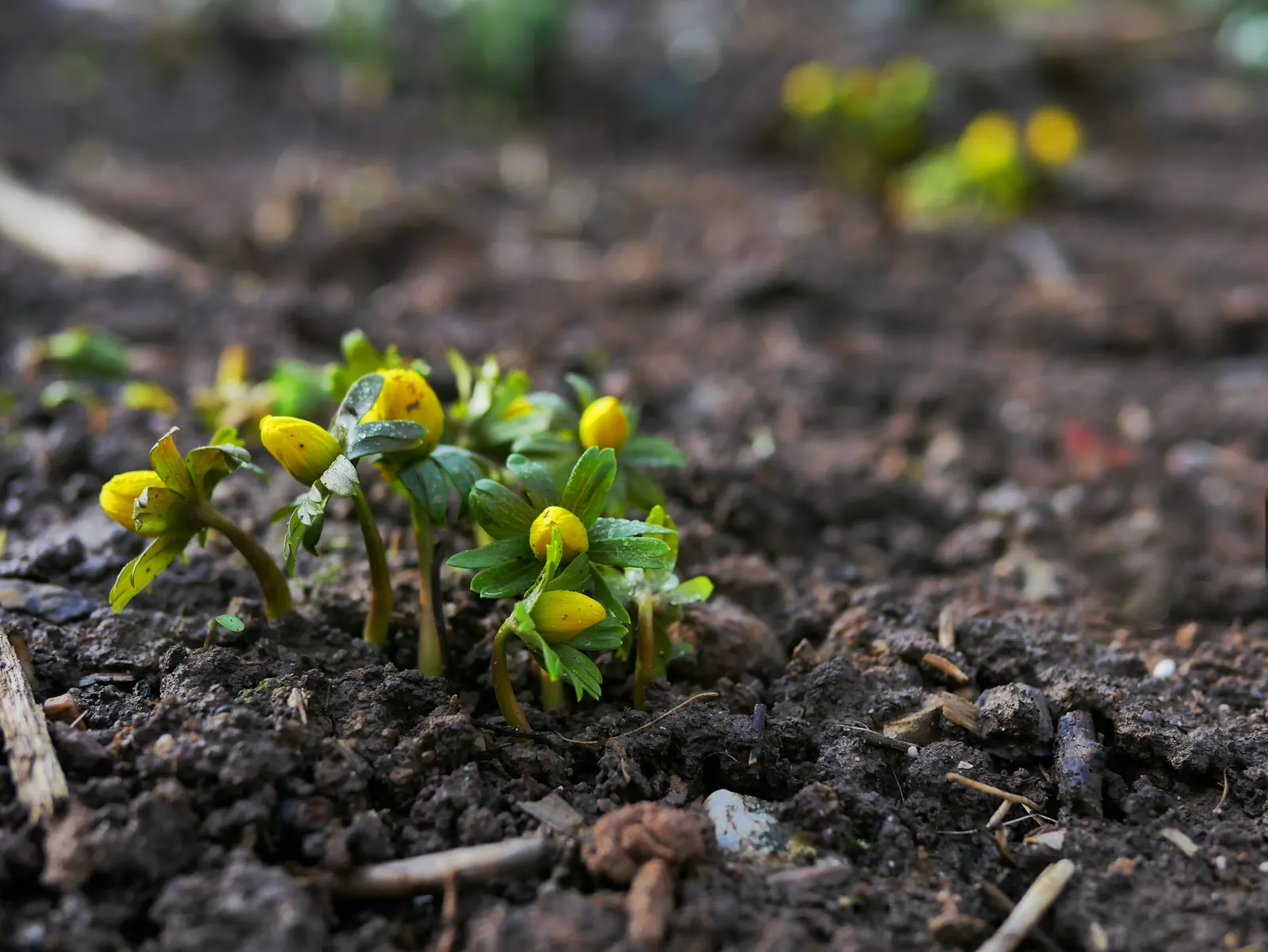 Winter Aconite (Eranthis Hyemalis) — Winter Aconite (Eranthis hyemalis) is a charming and vivacious early-spring bloomer