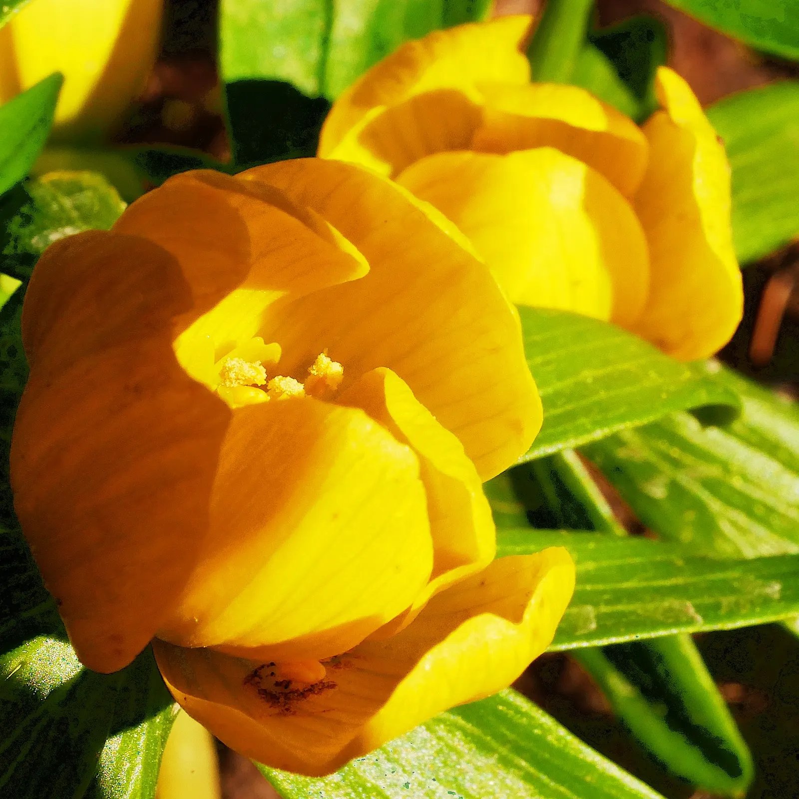Winter Aconite (Eranthis Hyemalis) — bulbs should be spaced 3 inches apart to create a carpet of color; winter Aconite (Eranthis hyemalis) is a, image 80