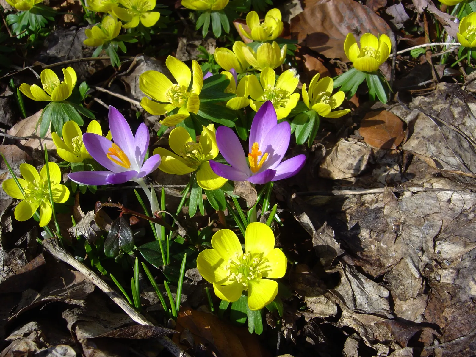 Winter Aconite (Eranthis Hyemalis) — Proper care includes planting the tubers at a depth of 1 to 2 inches and watering regularly during dry spells, image 84