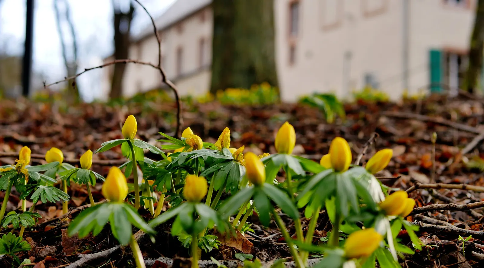 Winter Aconite (Eranthis Hyemalis) — yellow flowers in the garden; resembling a collar that enhances the floral display.<br><br>The Eranthis, image 85