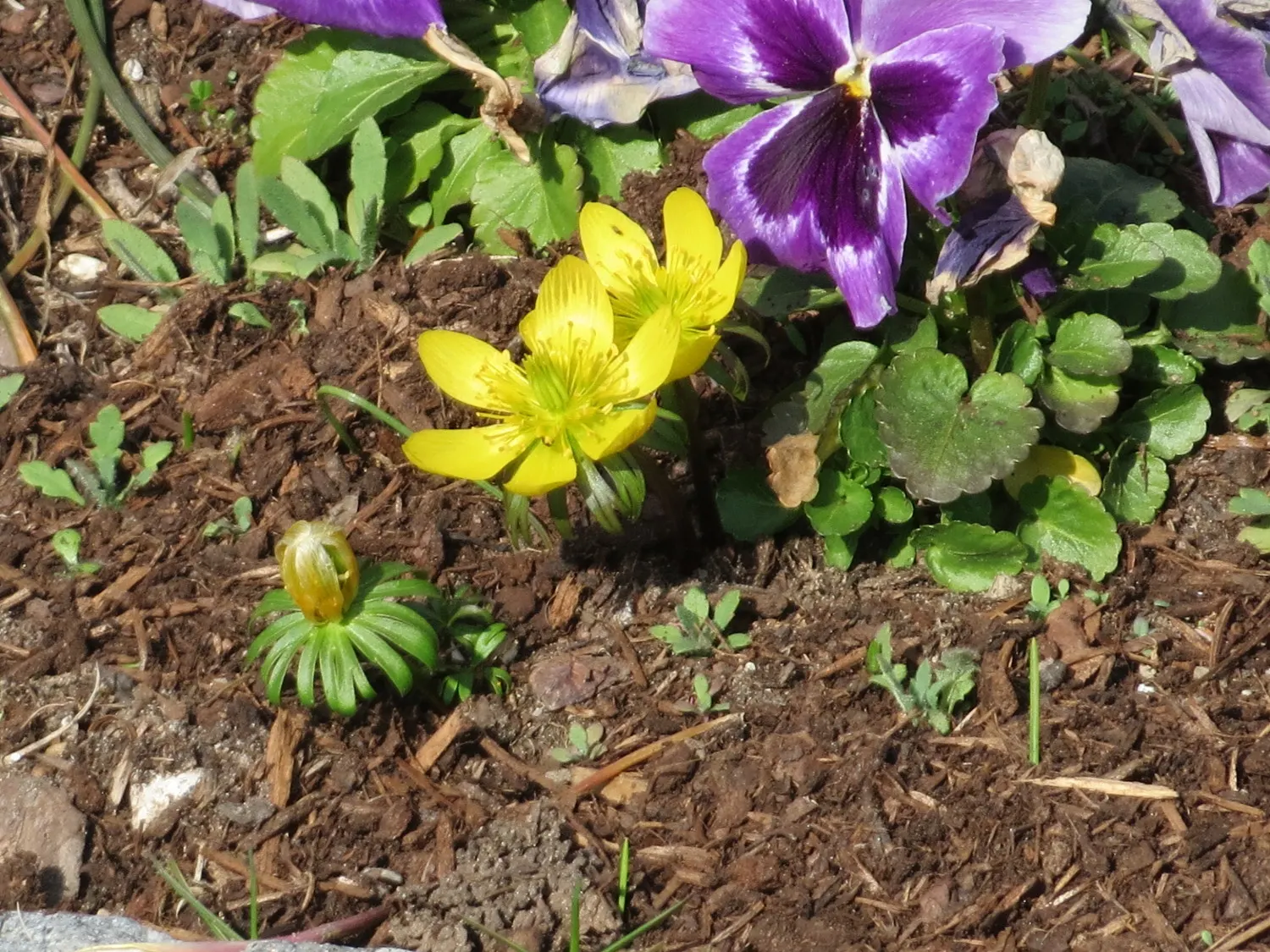 Winter Aconite (Eranthis Hyemalis) — Eranthis hyemalis, commonly known as Winter Aconite, heralds spring with its vibrant yellow blooms; typically, image 59