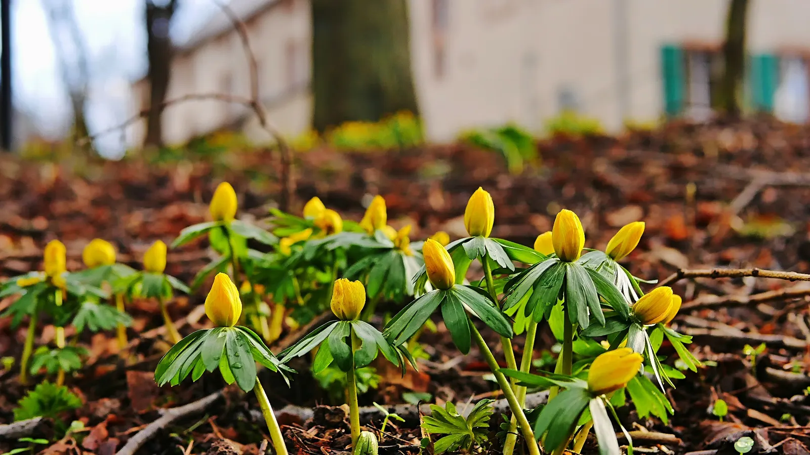 Winter Aconite (Eranthis Hyemalis) — resembling a collar that enhances the floral display.<br><br>The Eranthis hyemalis has a low growth habit, image 70