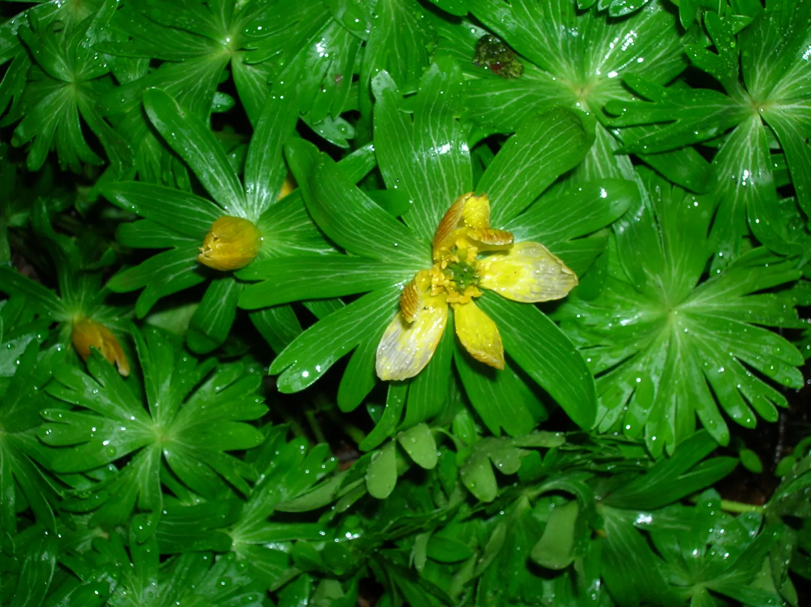 Winter Aconite (Eranthis Hyemalis) — buttercup-yellow flowers which are approximately 1 inch in diameter; this plant features bright, image 126