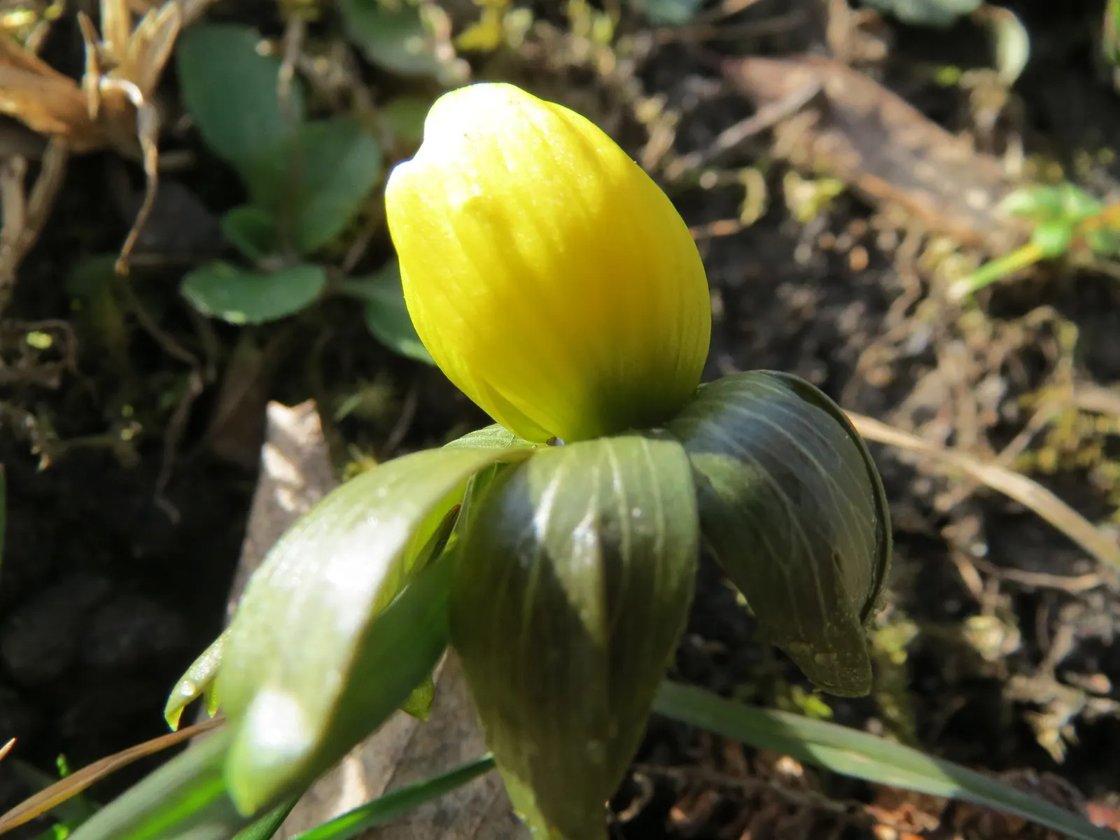 Winter Aconite (Eranthis Hyemalis) — providing early pollen for bees and enhancing biodiversity in the garden; yellow flowers in the garden