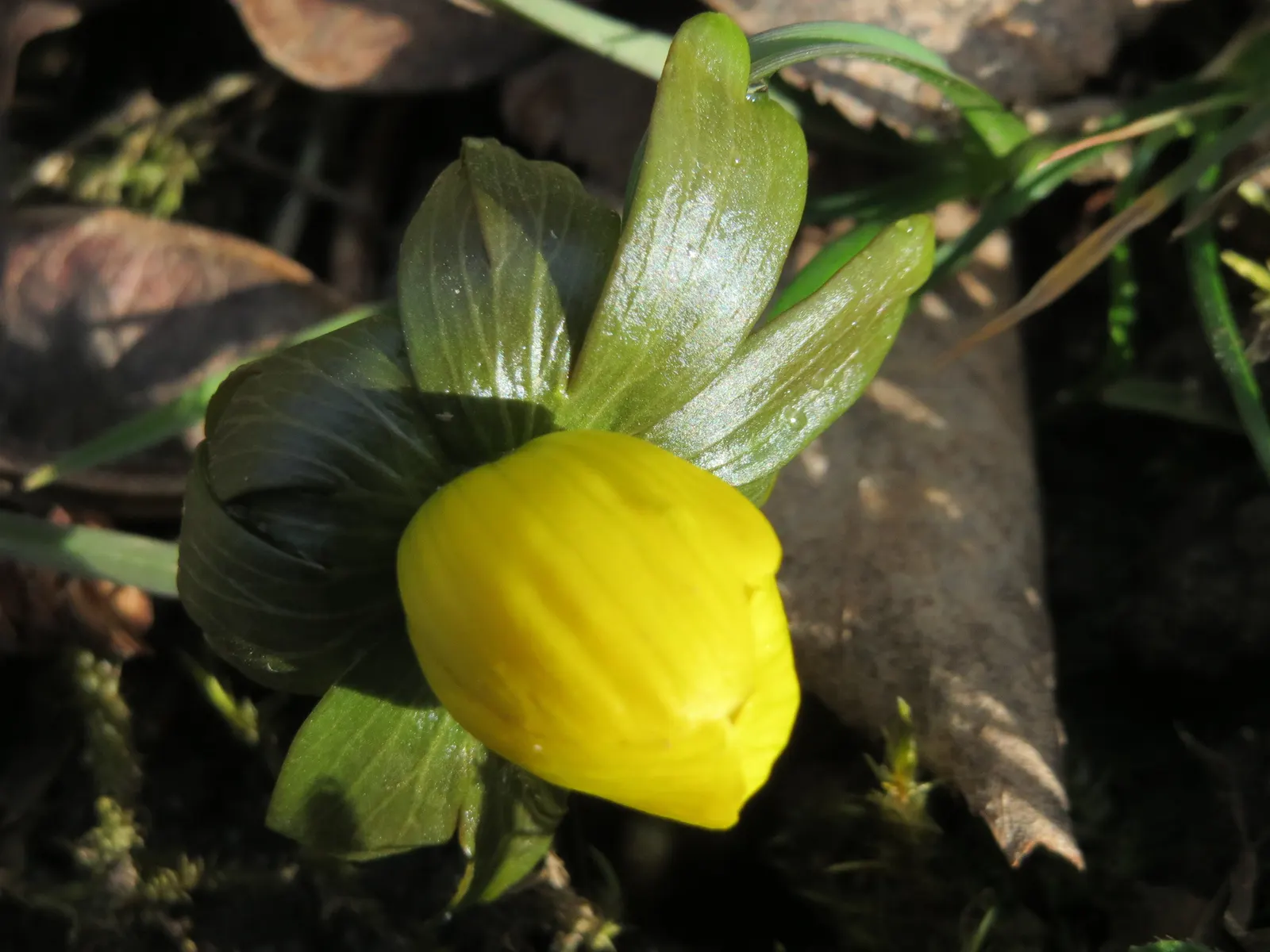 Winter Aconite (Eranthis Hyemalis) — makes it an excellent choice for underplanting deciduous trees and naturalizing in woodland gardens