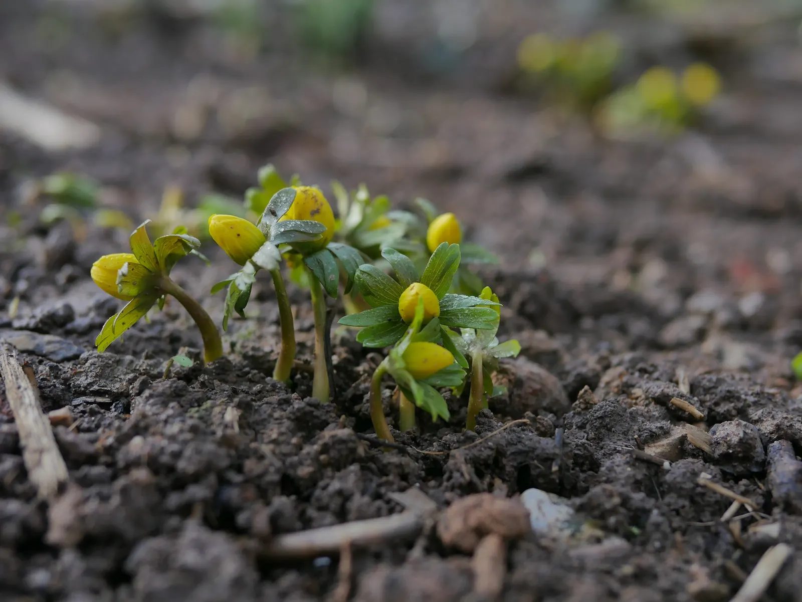Winter Aconite (Eranthis Hyemalis) — appreciated for its ability to infuse color into the garden when most other plants remain dormant
