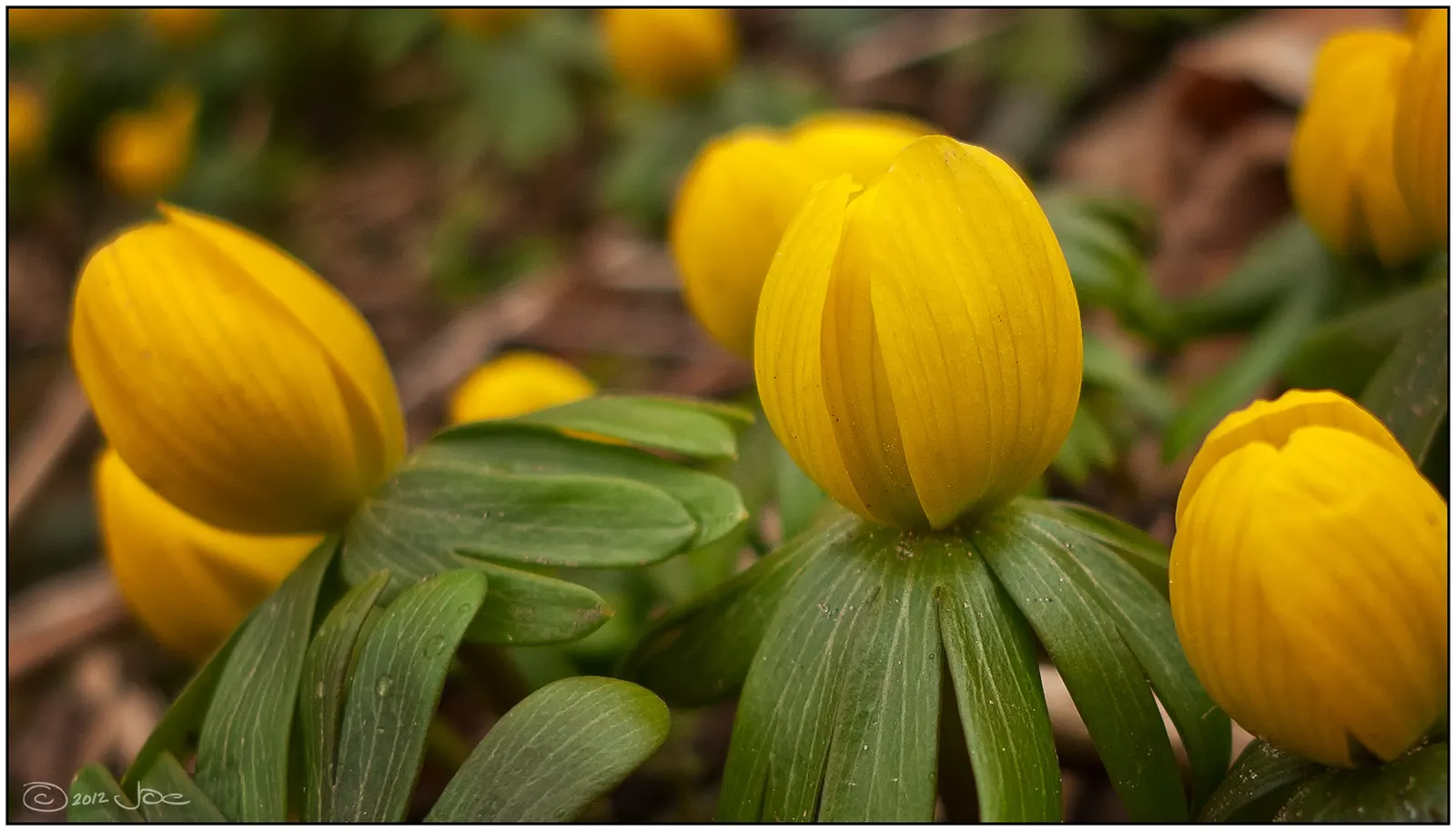 Winter Aconite (Eranthis Hyemalis) — Being deer-resistant and low-maintenance; reaching just 3 to 4 inches in height, image 139
