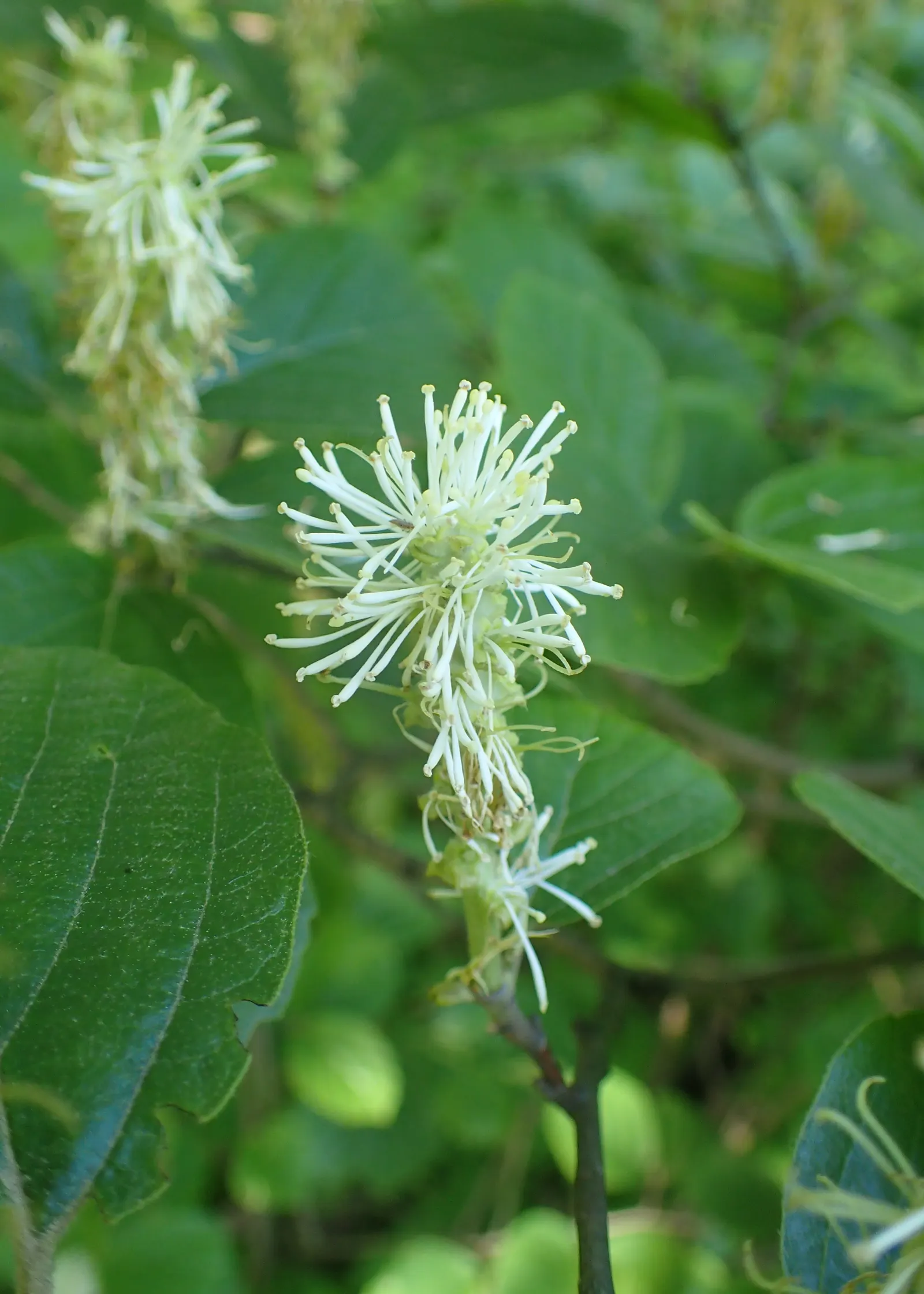 Witch-Alder (Fothergilla Major) — featuring summer green foliage transforming to stunning shades of yellow