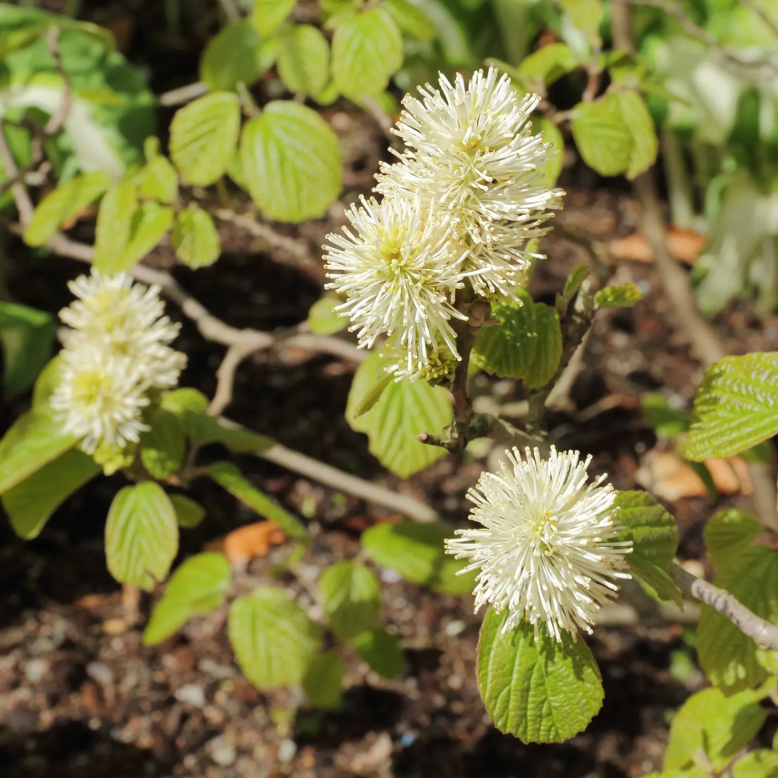 Witch-Alder (Fothergilla Major) — making it a splendid addition to any temperate landscape design; witch-Alder garners attention with its profusion, image 57