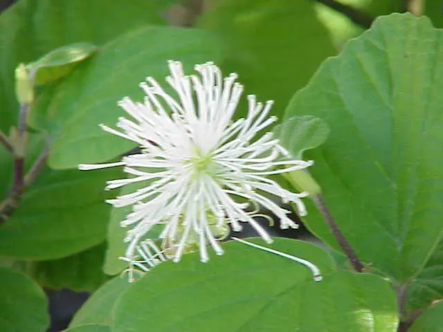 Witch-Alder (Fothergilla Major) — and deep red.<br><br>Witch-Alder grows best in full sun to partial shade and prefers acidic; consider placing Fothergilla
