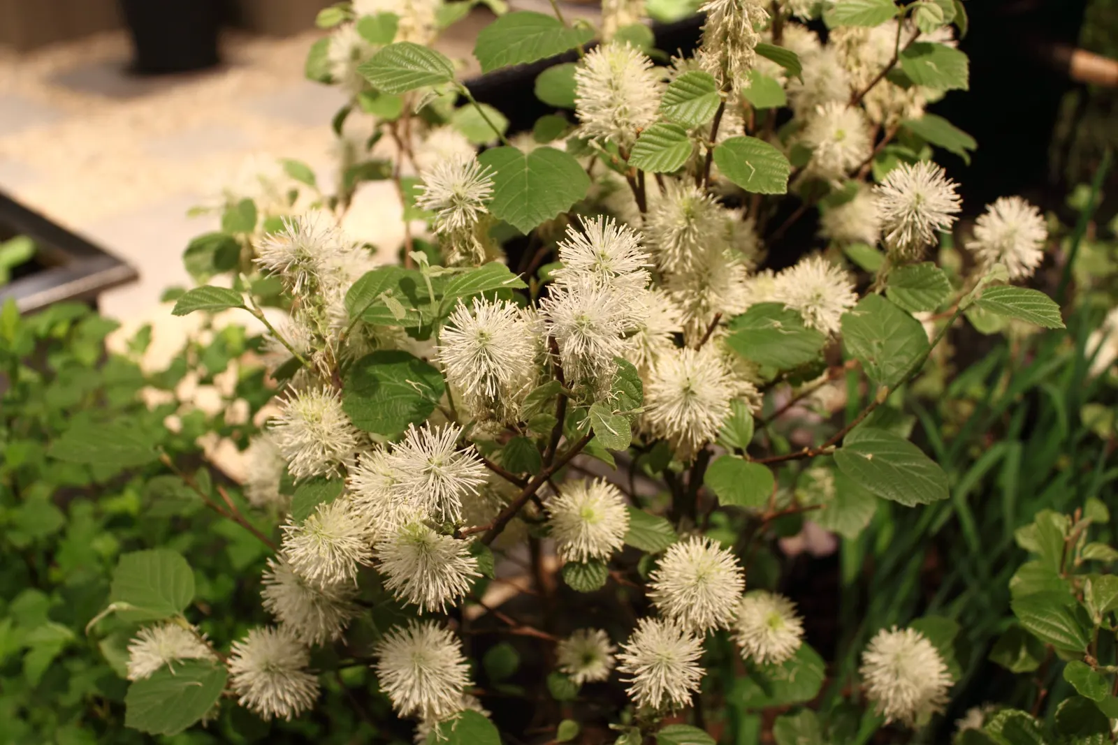Witch-Alder (Fothergilla Major) — This upright grower reaches a mature size of 6-10 feet tall and wide; is a deciduous shrub native to the, image 52
