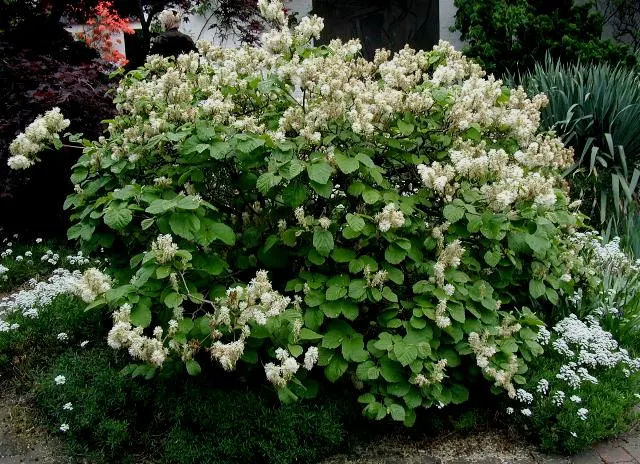 Witch-Alder (Fothergilla Major) — appear before the foliage in April to May; prefers full sun to partial shade and well-drained acidic soil