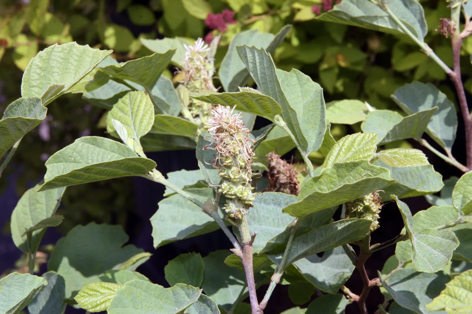 Witch-Alder (Fothergilla Major) — These eye-catching white blooms