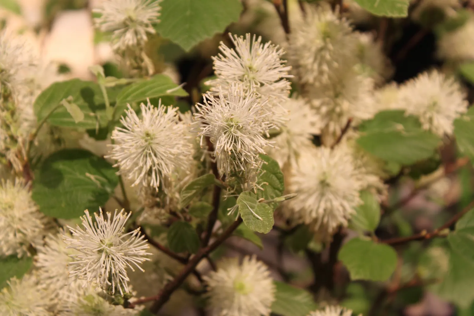 Witch-Alder (Fothergilla Major) — This North American native typically achieves a mature height of 6 to 10 feet with a similar spread; the plant is, image 58
