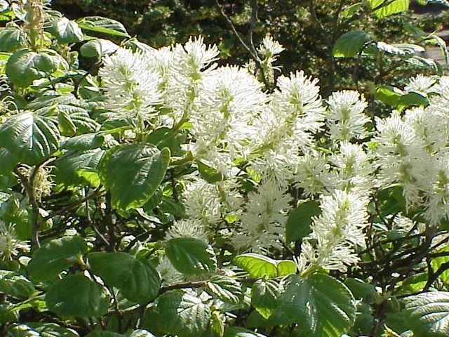 Witch-Alder (Fothergilla Major) — It is quite versatile, resistant to most pests and diseases, and requires minimal pruning; bottlebrush-like flowers spanning
