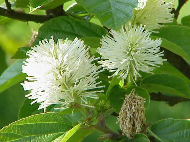 Witch-Alder (Fothergilla Major) — white flowers in the garden; commonly referred to as Witch-Alder or Large Fothergilla