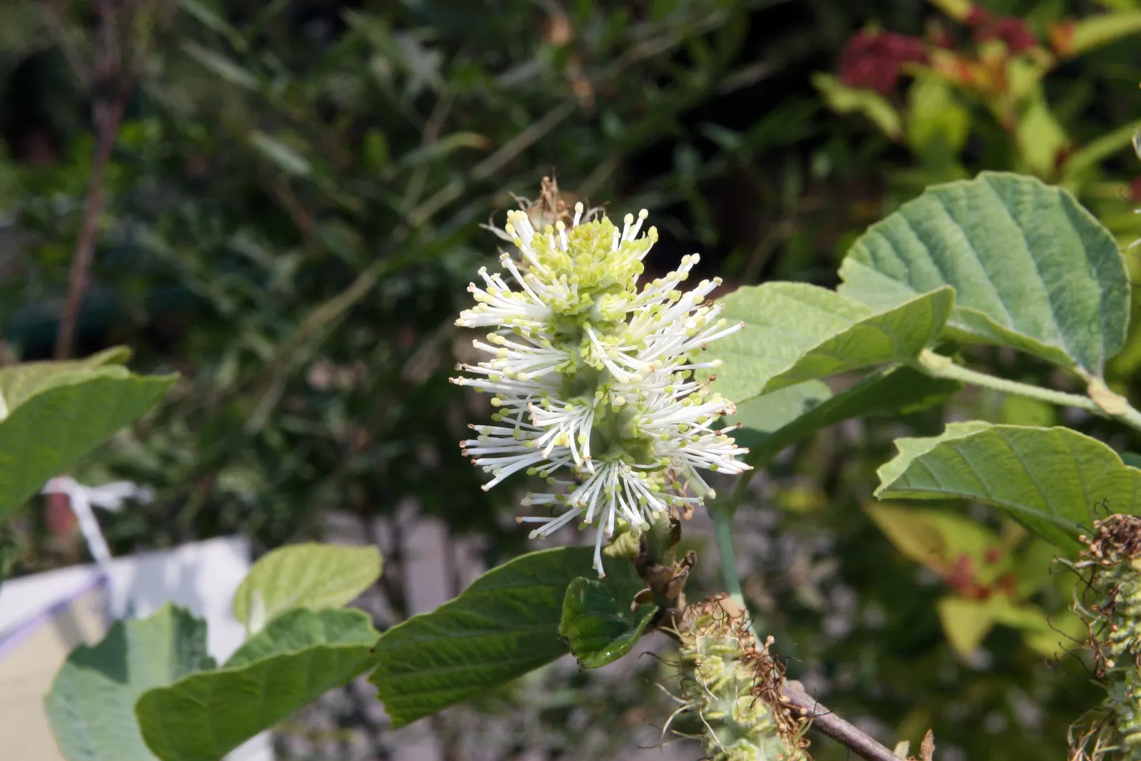 Witch-Alder (Fothergilla Major) — is a deciduous shrub native to the Southeastern US