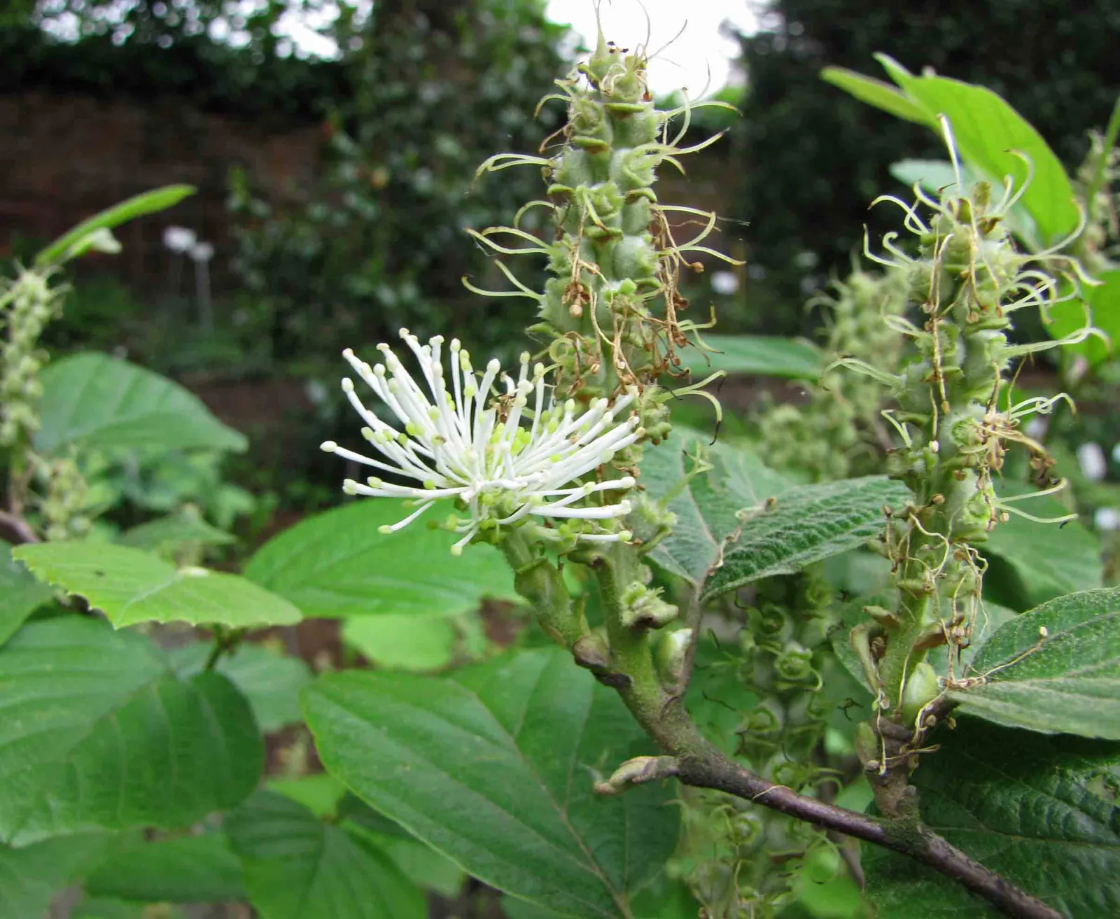 Witch-Alder (Fothergilla Major) — adding multi-season interest with its fragrant