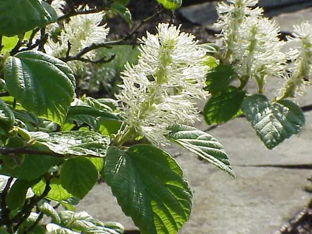 Witch-Alder (Fothergilla Major) — consider placing Fothergilla major as a focal point in mixed borders or as part of foundation plantings; and deep