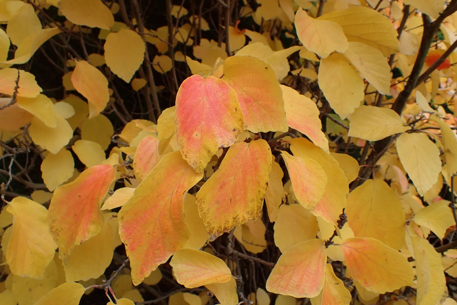 Witch-Alder (Fothergilla Major) — The plant is hardy in USDA zones 5 through 8, making it suitable for a variety of landscapes; this North American native
