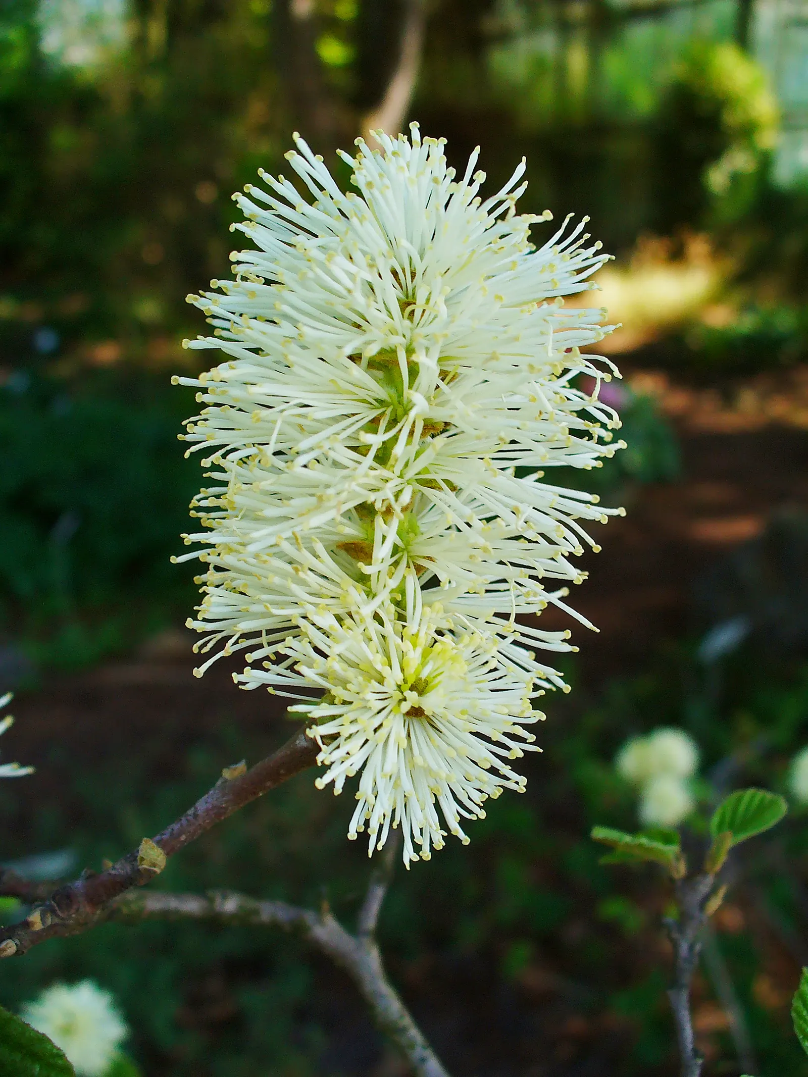 Witch-Alder (Fothergilla Major) — white flowers in the garden