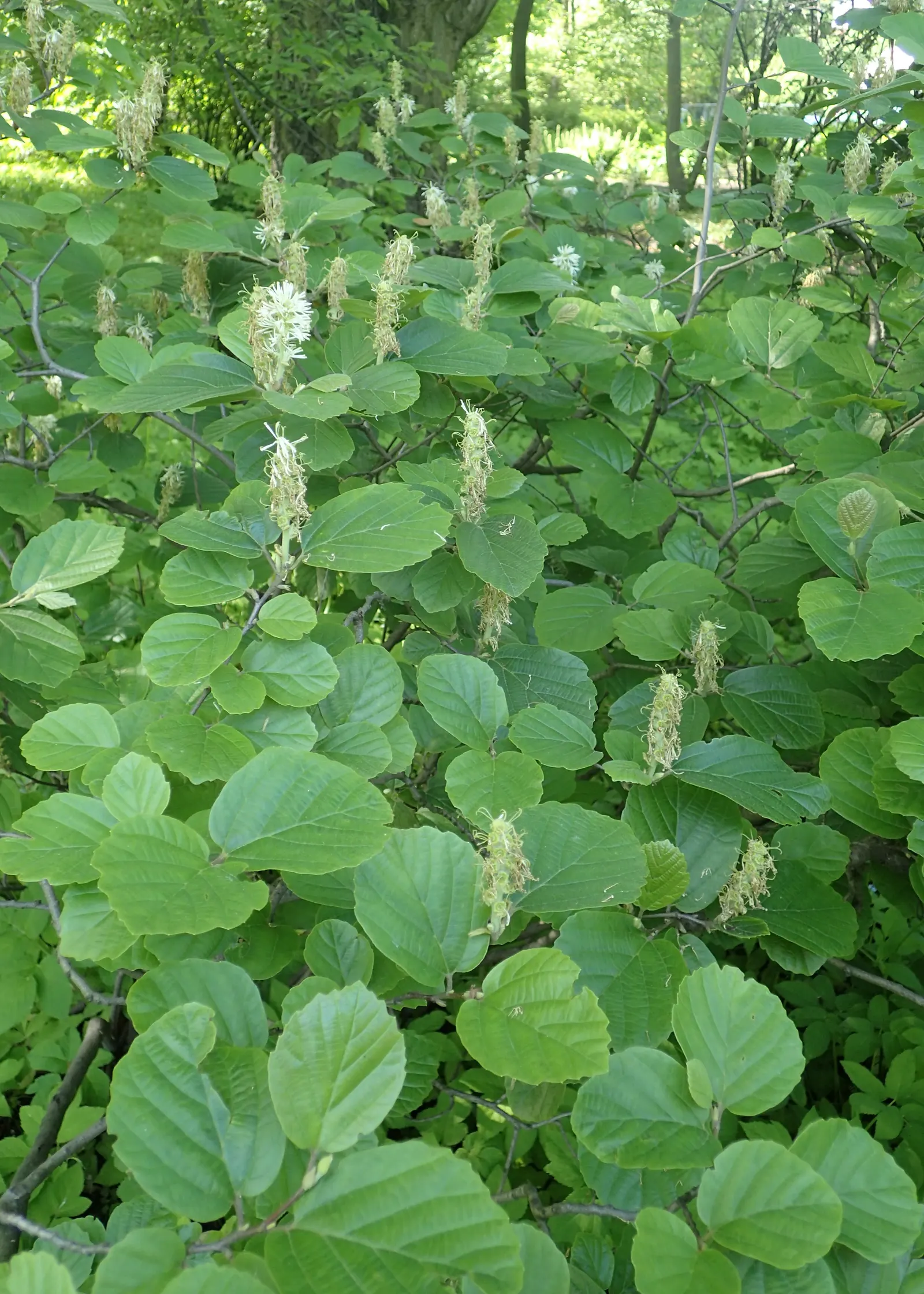 Witch-Alder (Fothergilla Major) — Witch-Alder garners attention with its profusion of fragrant; making it a splendid addition to any temperate landscape design