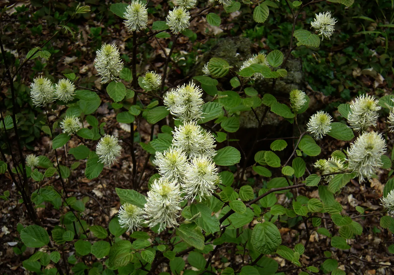 Witch-Alder (Fothergilla Major) — shrub for full or half