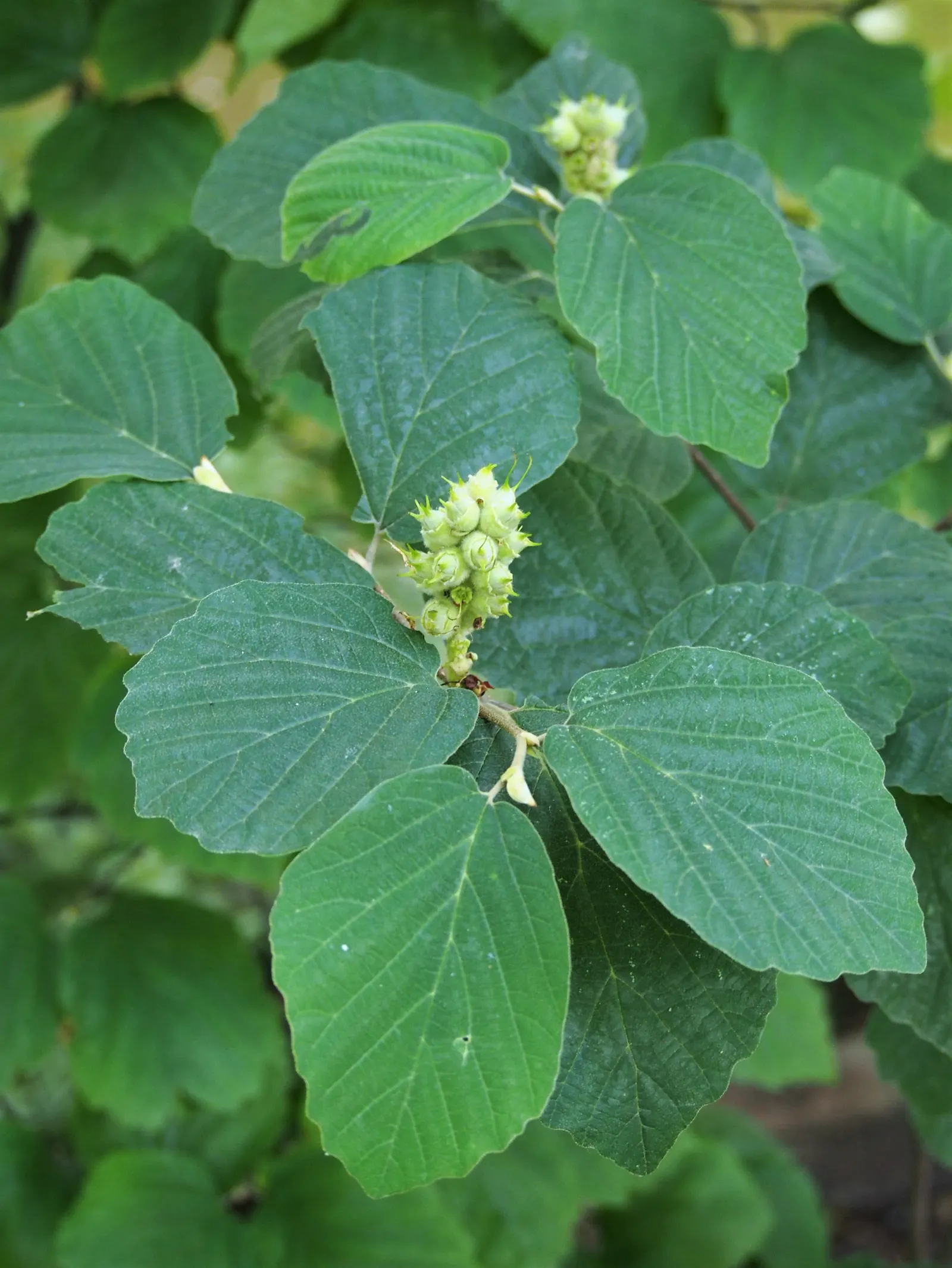Witch-Alder (Fothergilla Major) — featuring summer green foliage transforming to stunning shades of yellow; is a deciduous shrub known for its, image 53