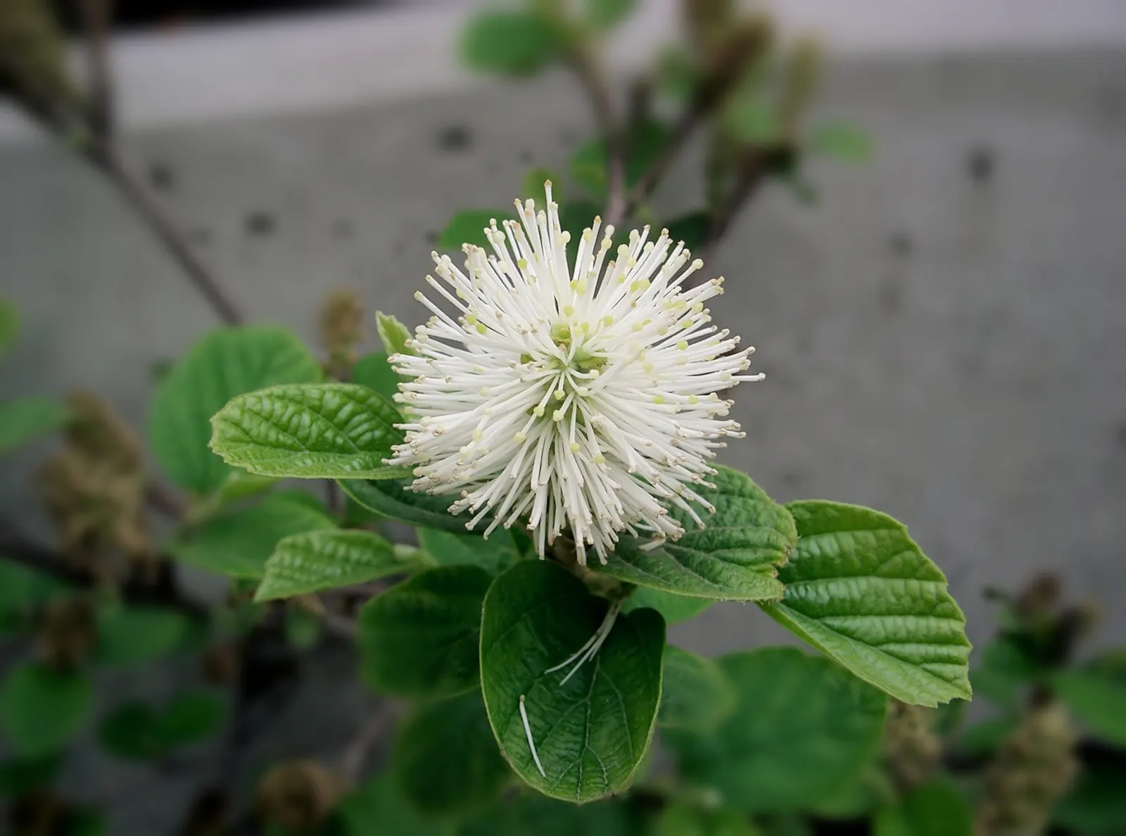 Witch-Alder (Fothergilla Major) — shrub for full or half; where its seasonal changes can be fully appreciated by the discerning gardener