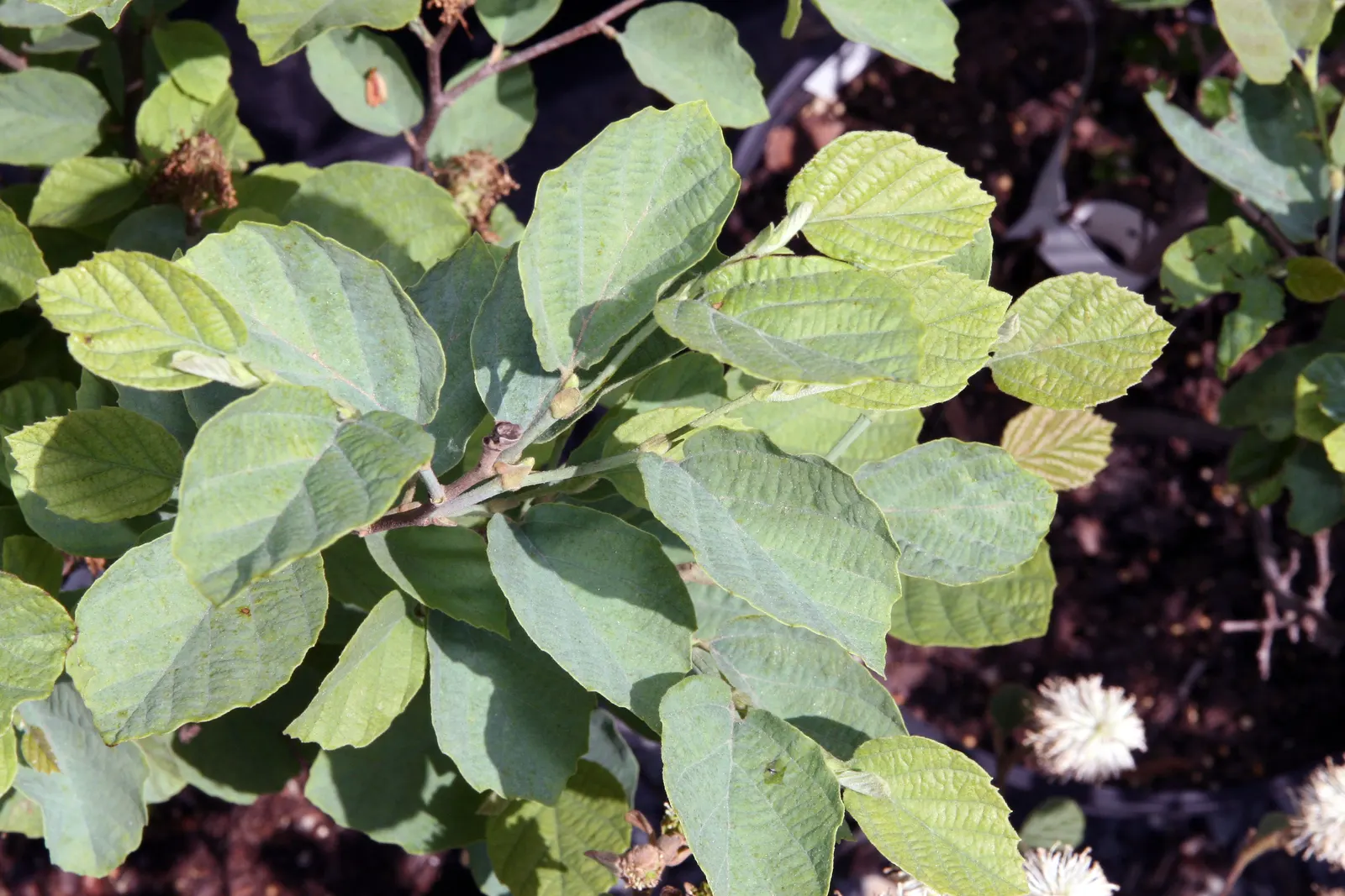 Witch-Alder (Fothergilla Major) — bottlebrush-like flowers spanning 1-3 inches in spring; it is quite versatile, resistant to most pests and diseases, and
