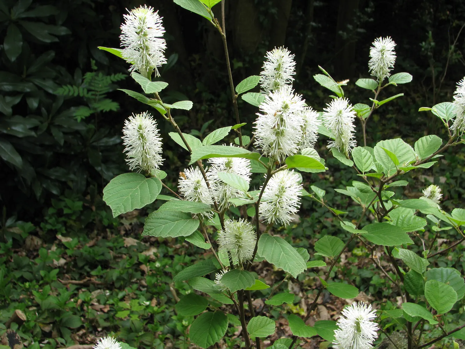 Witch-Alder (Fothergilla Major) — commonly referred to as Witch-Alder or Large Fothergilla; white flowers in the garden