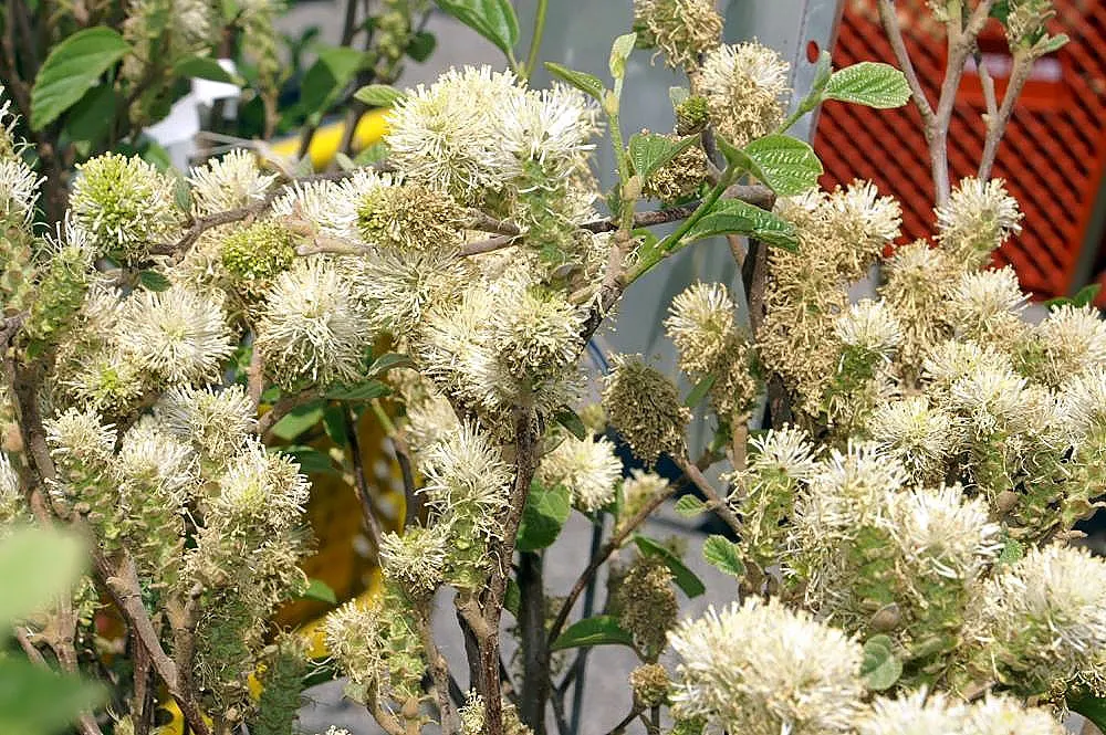 Witch-Alder (Fothergilla Major) — making it a splendid addition to any temperate landscape design; witch-Alder garners attention with its profusion of fragrant