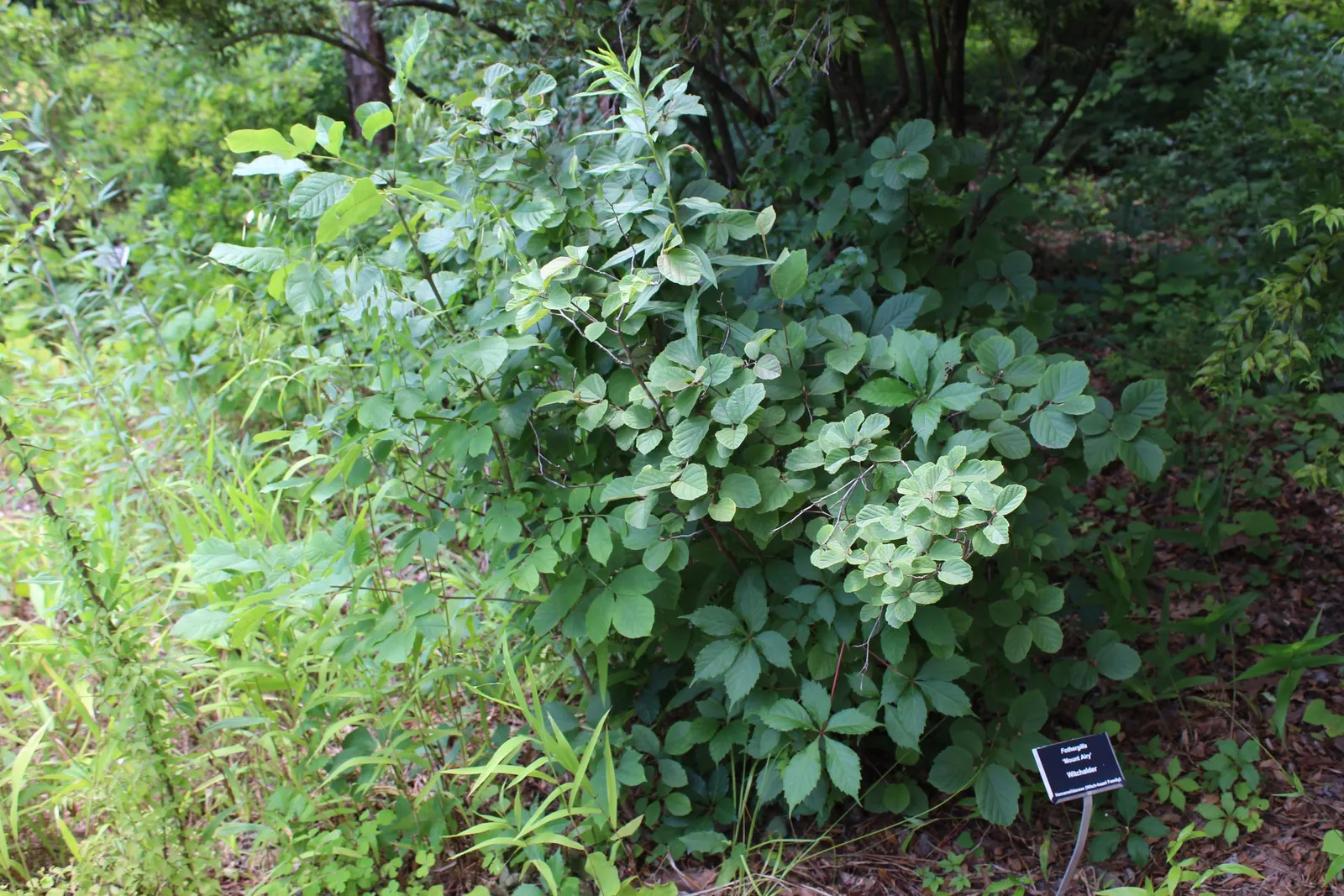 Witch-Alder (Fothergilla Major) — This upright grower reaches a mature size of 6-10 feet tall and wide