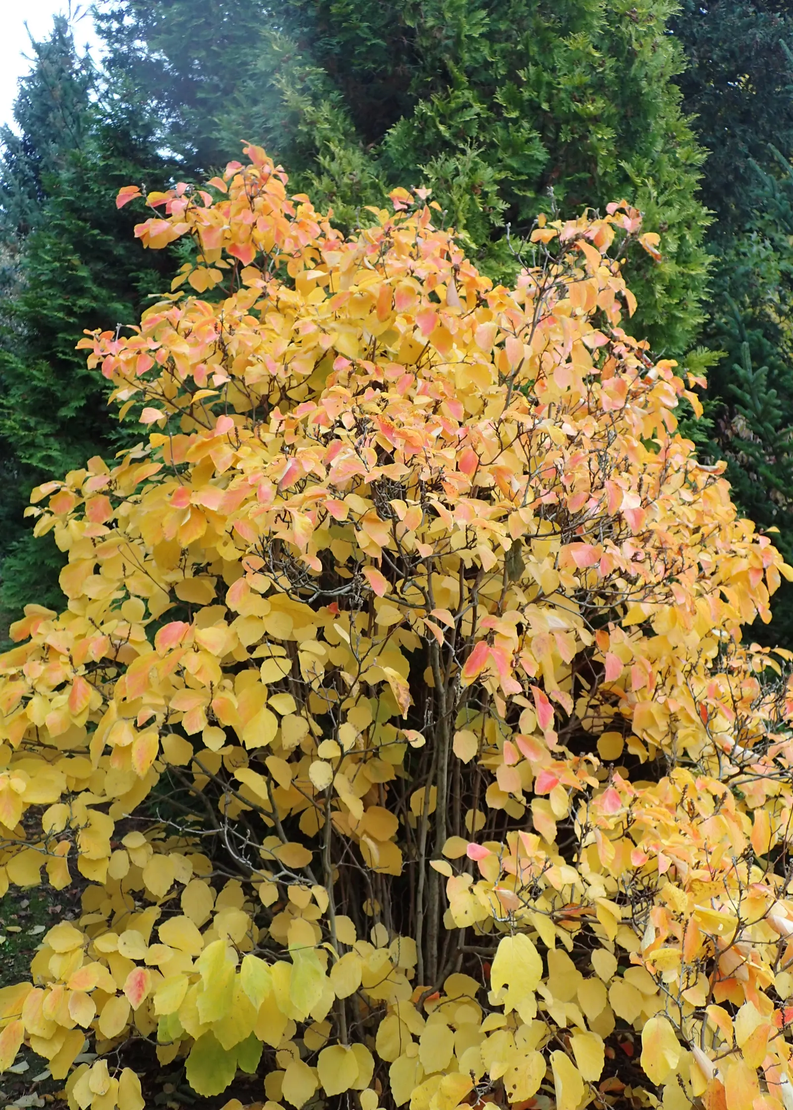 Witch-Alder (Fothergilla Major) — Prefers full sun to partial shade and well-drained acidic soil; appear before the foliage in April to May, image 54
