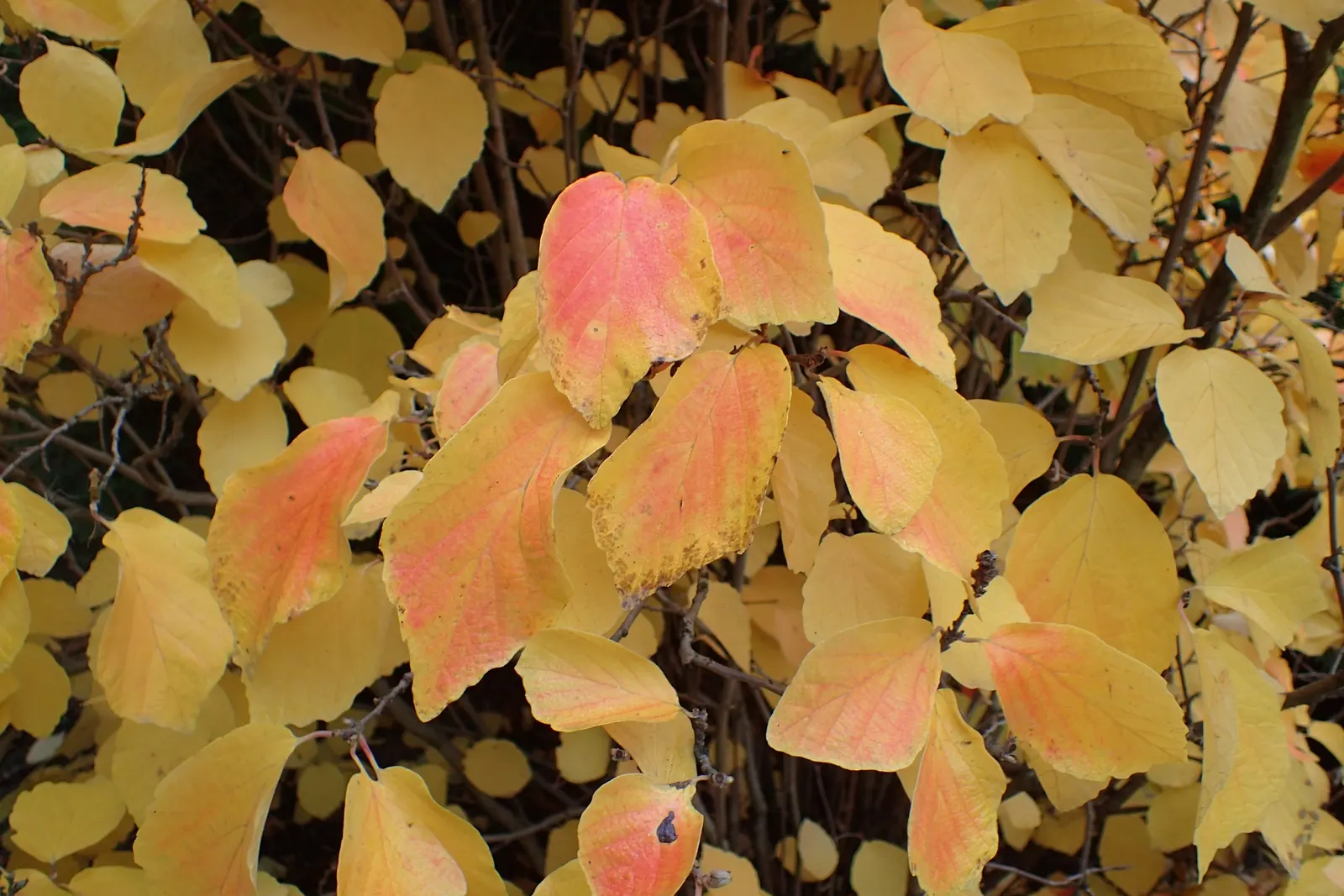 Witch-Alder (Fothergilla Major) — bottlebrush-like flowers spanning 1-3 inches in spring; it is quite versatile, resistant to most pests and, image 51