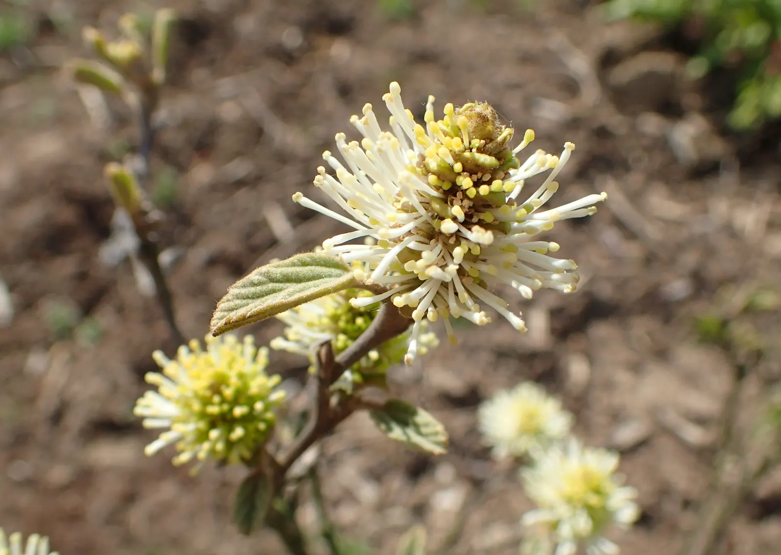 Witch-Alder (Fothergilla Major) — suggesting a naturally rounded and mounded form.<br><br>In the spring; adding multi-season interest with its fragrant
