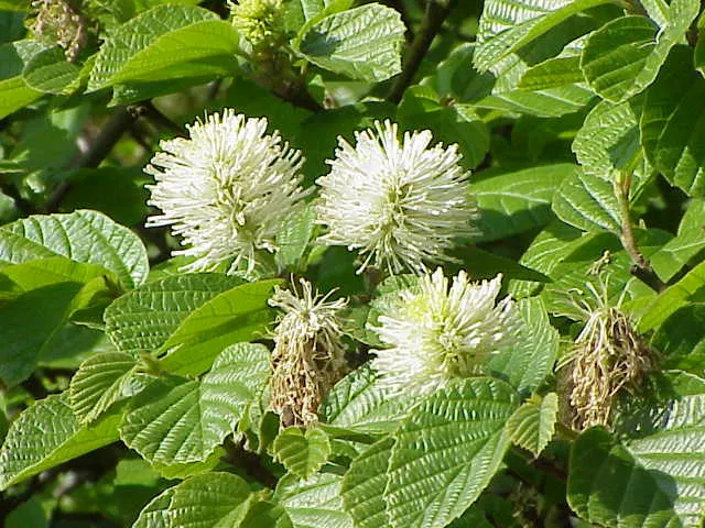 Witch-Alder (Fothergilla Major) — These eye-catching white blooms; setting a striking contrast against the bare branches