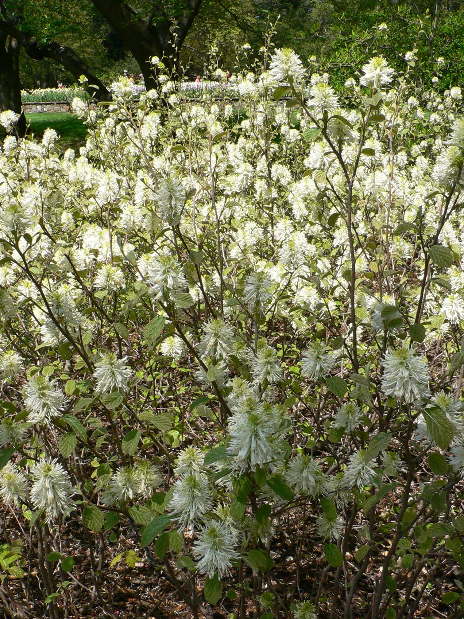 Witch-Alder (Fothergilla Major) — This North American native typically achieves a mature height of 6 to 10 feet with a similar spread; the plant is hardy in