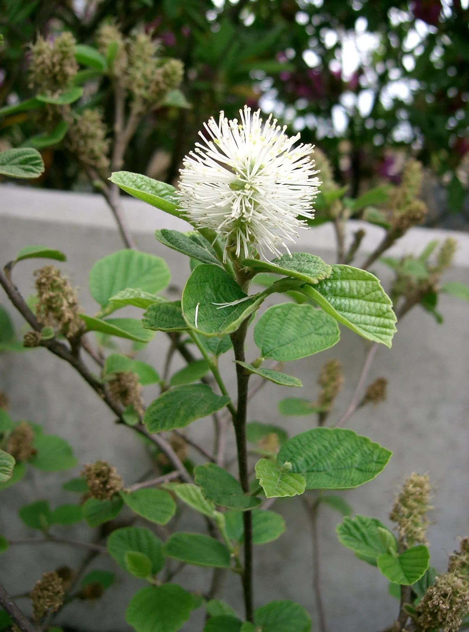 Witch-Alder (Fothergilla Major) — around 1 to 3 inches in length; shrub with white blooms