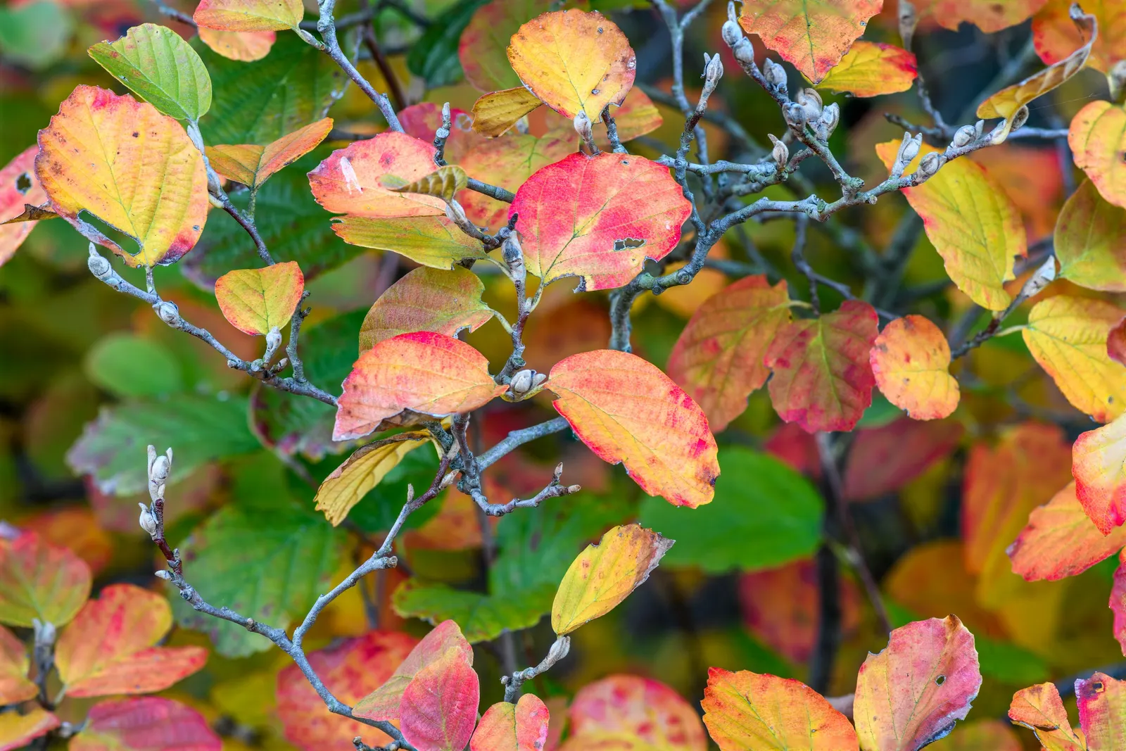 Witch-Alder (Fothergilla Major) — making it a splendid addition to any temperate landscape design