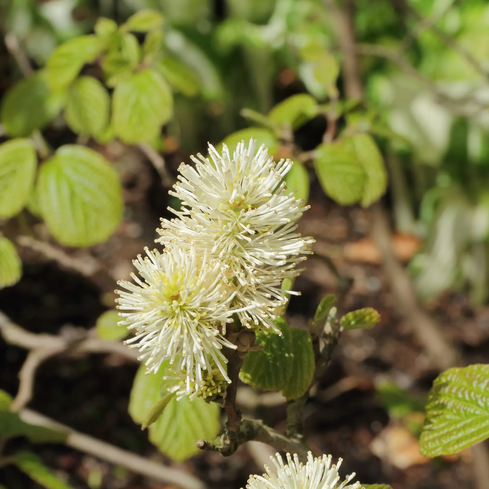 Witch-Alder (Fothergilla Major) — Prefers full sun to partial shade and well-drained acidic soil